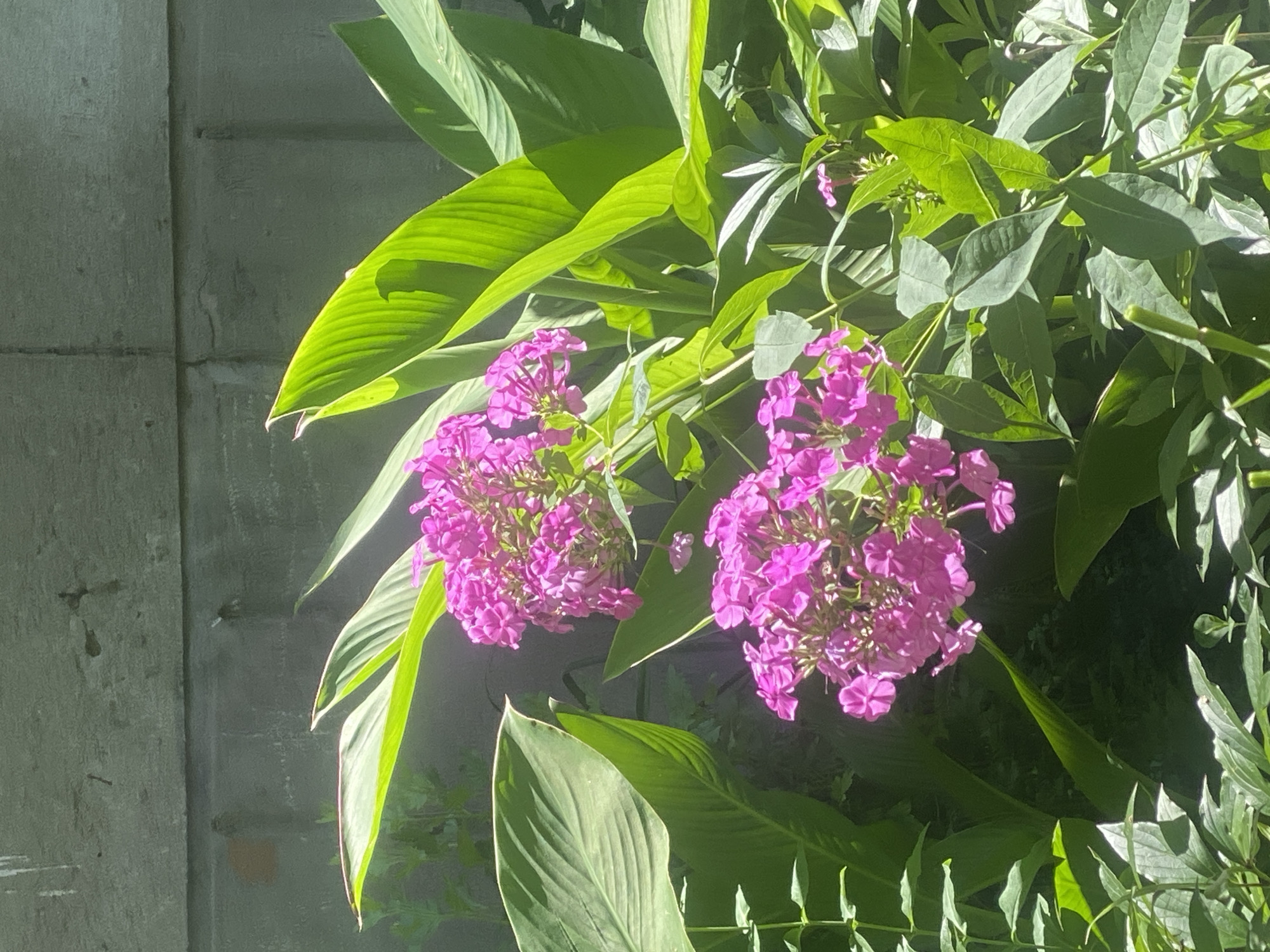 A medium shot captures a cluster of bright pink phlox flowers in the foreground, with lush green foliage and large leaves surrounding them. The flowers are in various stages of bloom, with some clusters appearing dense and others more sparse. The background consists of a textured, grey concrete wall, likely a building exterior, with visible mortar lines. Sunlight casts shadows and highlights on the leaves and flowers, creating a dappled effect. The scene is outdoors, in a garden or courtyard area. The specific location in Poltava, Ukraine, cannot be determined from the visual information provided.