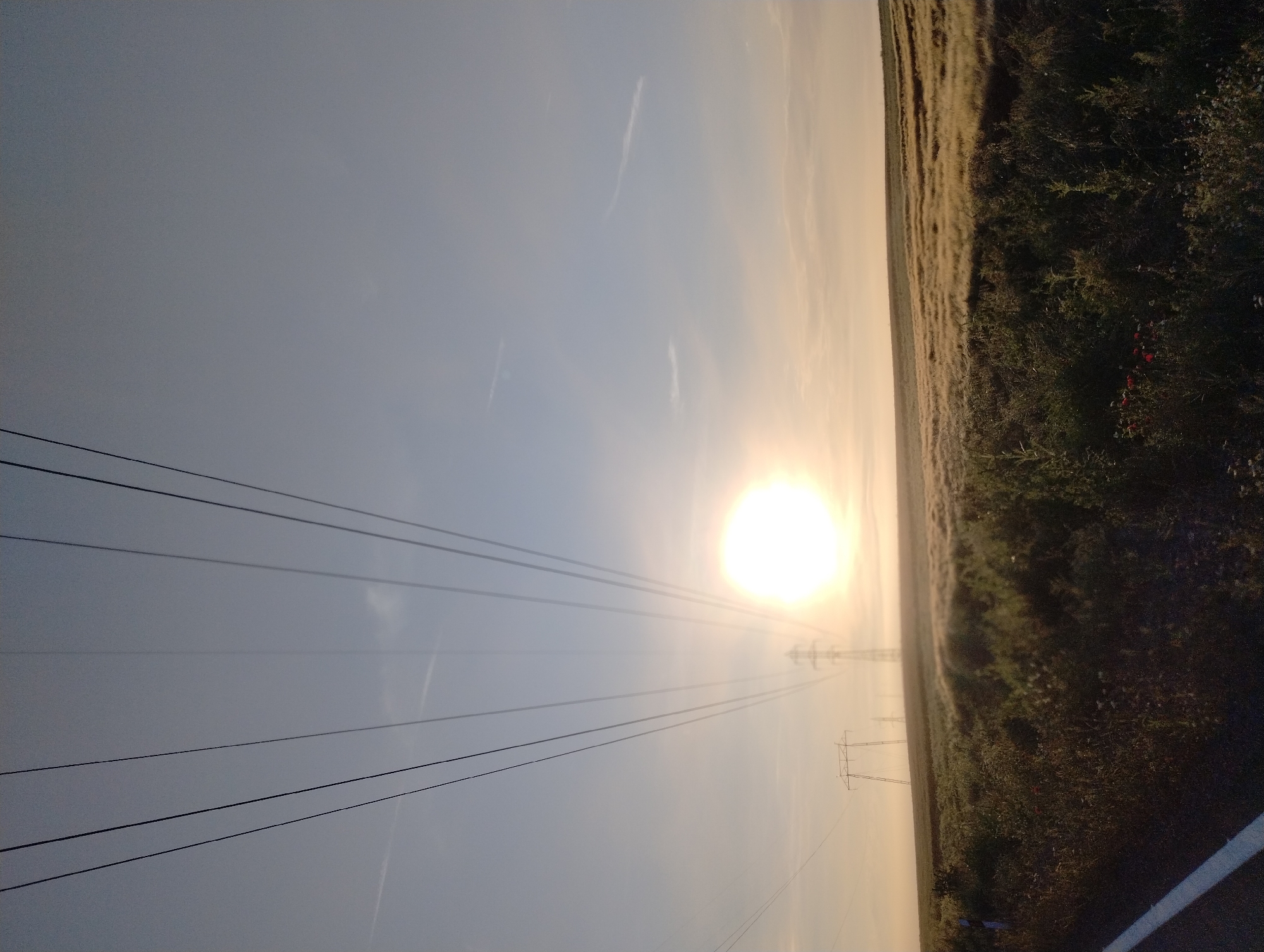 This photograph captures a tranquil rural landscape, likely near Roza, Bulgaria, at either sunrise or sunset. The image is composed horizontally, with a vibrant, circular sun dominating the right side of the sky, casting an intense white and golden light across the horizon. The sky transitions from a soft blue-grey in the upper left to a warm, hazy yellow-orange near the sun, with faint contrails or wispy clouds visible across the expanse.
Several dark power lines stretch diagonally from the foreground on the left towards the center-right, leading the eye towards a series of electricity pylons silhouetted against the bright sky in the hazy distance. To the left, a vast field of golden crops, possibly wheat, extends towards the horizon, bathed in the soft light. The right side of the frame features a strip of darker, brushy vegetation, likely a roadside or uncultivated area, where small clusters of red flowers add a touch of color. A white line, characteristic of a road edge, is visible in the bottom right corner. The atmosphere is clear with a gentle haze, contributing to the soft, expansive feel of the early morning or late evening. No people or specific activities are depicted, conveying a sense of peaceful serenity in a broad agricultural setting.
