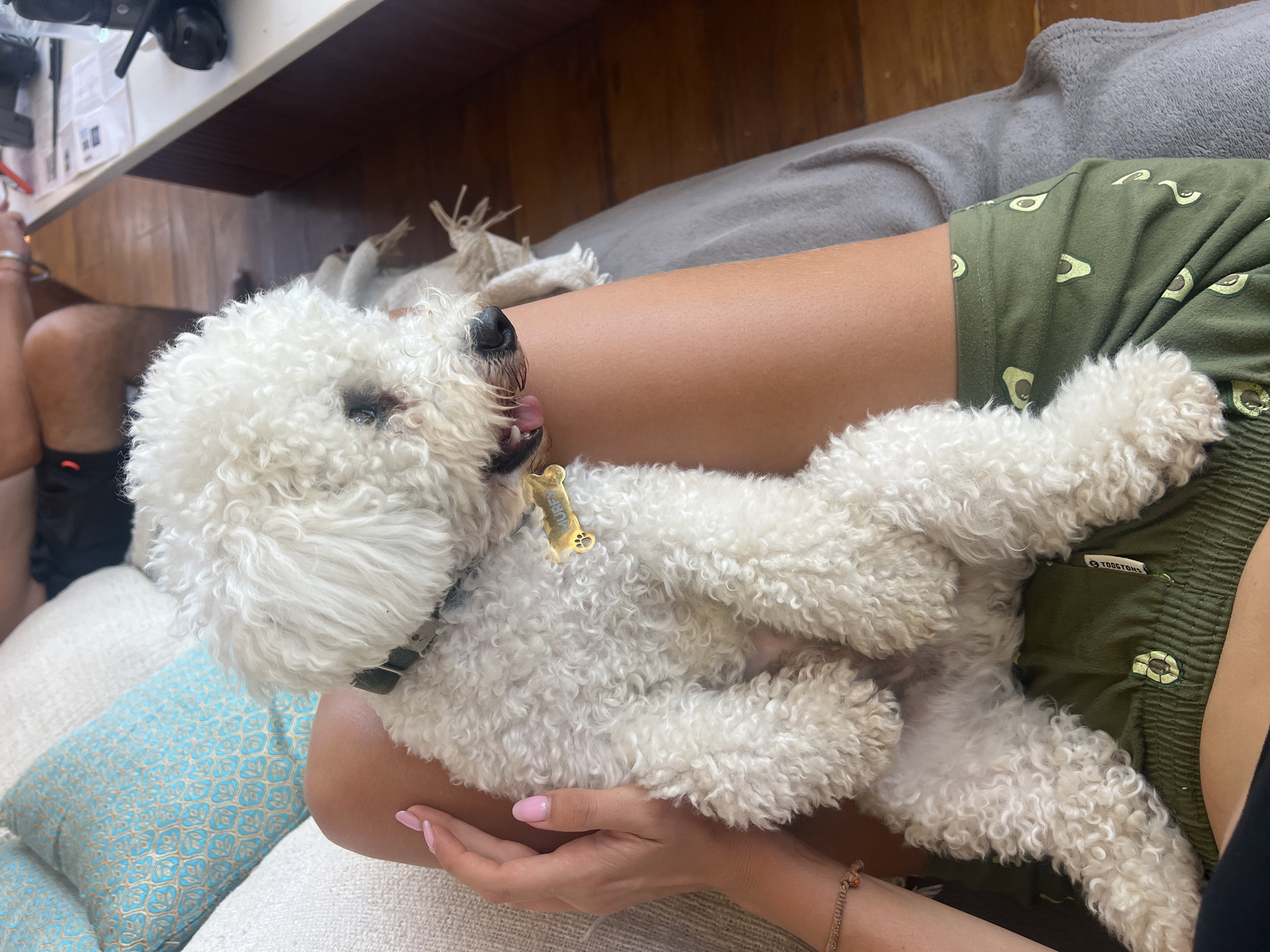 In Kediri, Indonesia, a small white poodle is being held on a person's lap on a couch. The dog has a bone-shaped tag on its collar that reads "MURPHY." The person is wearing green shorts with an avocado pattern and has manicured pink nails. In the background, a man's legs are visible, and a table with items on it can be seen. The environment appears to be an indoor living space.