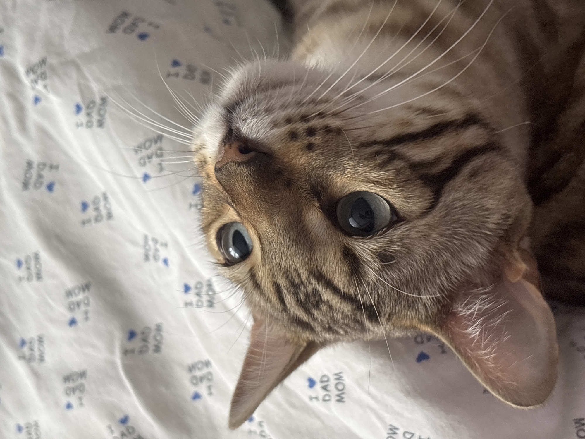 The image is a close-up, overhead shot of a Bengal cat's face. The cat has striking blue-green eyes and its fur is a mix of brown and black stripes. The cat is lying on a white surface with a pattern of blue text that says "I LOVE MOM" and "I LOVE DAD" interspersed with small blue hearts. The background appears to be a bedsheet or similar fabric. The cat's gaze is directed upwards and slightly to the left. No other subjects or objects are clearly visible, and the location in Noviy, Russia, is not discernible from the image itself.