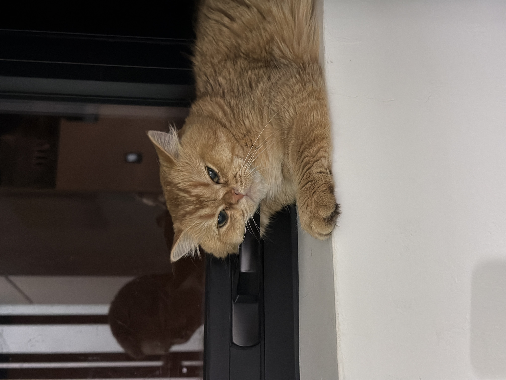 An orange tabby cat is pictured hanging upside down from a surface, its body draped over the edge of what appears to be a door frame or a similar architectural element. The cat has fluffy fur, large eyes, and its paws are visible, with one paw resting on the white wall beside it. The cat's head is tilted, and it looks directly at the camera with a curious or perhaps slightly mischievous expression.
The background shows a dark, reflective surface, possibly a window or a glossy door, with horizontal lines suggesting shelving or a patterned design. Further in the background, through the reflective surface, a dimly lit room can be seen, with faint shapes and shadows indicating furniture or objects. The scene is indoors, with a white wall to the right of the cat, which is textured and appears to be illuminated by artificial light.
The orientation of the cat suggests it is either playing, exploring, or has positioned itself in an unusual spot. The lighting is moderate, without clear indicators of time of day. The overall impression is one of domestic comfort and the playful nature of a pet. No visible text is present in the image. The location context of Da Nang, Vietnam, does not provide any specific visual cues within the image itself to confirm or contradict it.