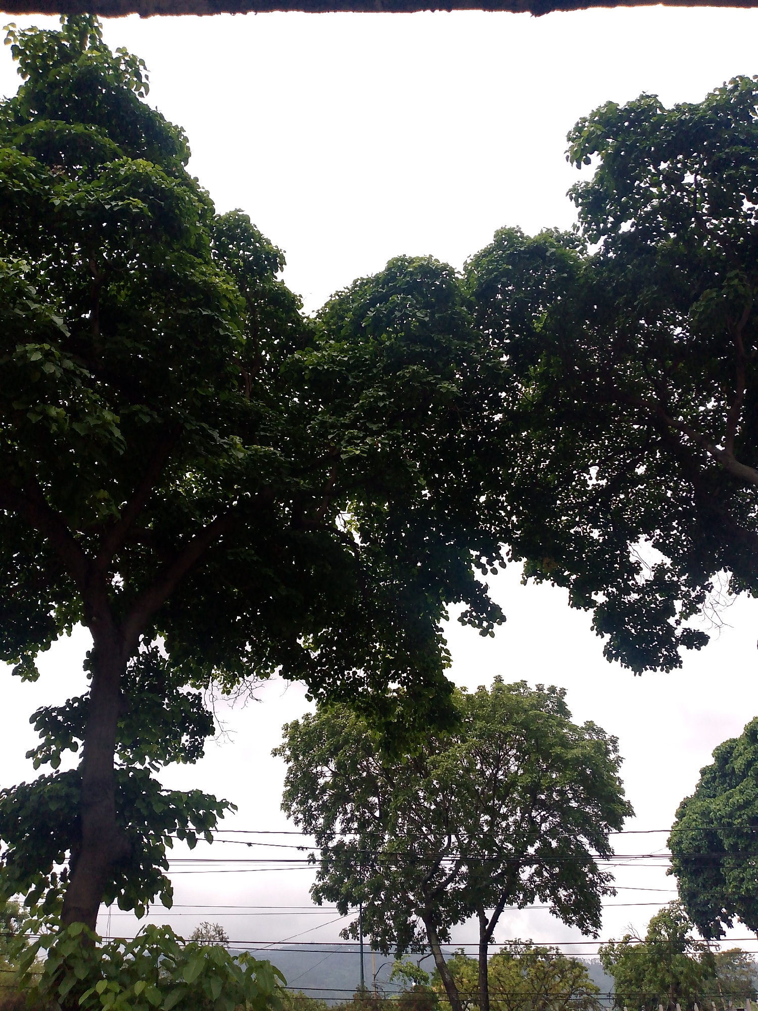 The image shows a view in Caracas, Venezuela with several trees with dense green foliage filling most of the frame. The sky is visible in gaps between the trees and is a bright white or overcast color. Power lines are strung horizontally across the middle ground of the image, and in the far background, there are hints of mountains. The scene appears to be taken during the daytime.