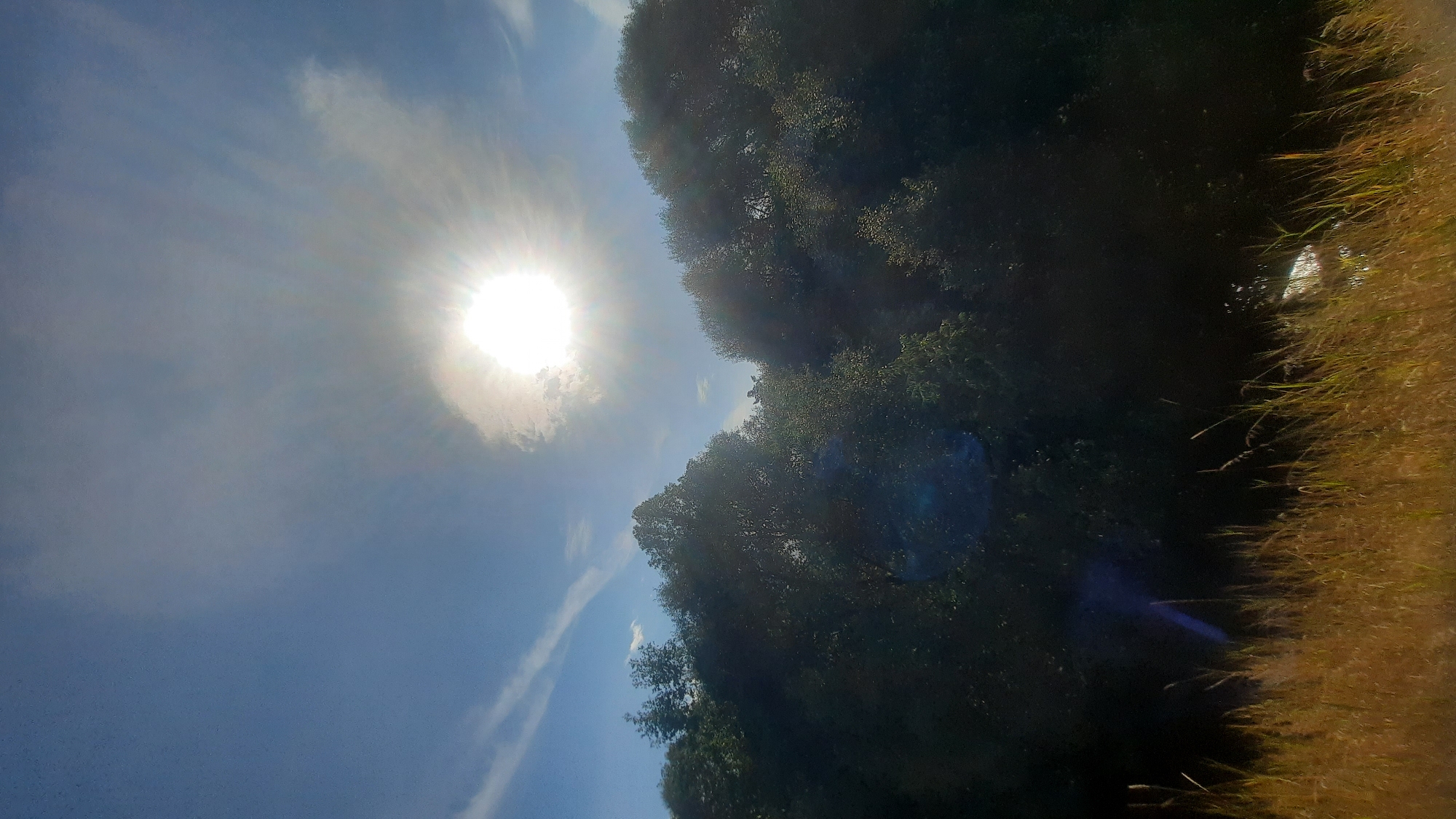 The image depicts a natural scene with a bright sun in a blue sky with wispy clouds. Below the sky is a dense canopy of green trees. In the foreground, dry, golden-brown grass is visible. The image appears to be taken outdoors in a natural setting, possibly a park or wooded area. There is no indication of the city of Шклоў, Belarus within the image itself.