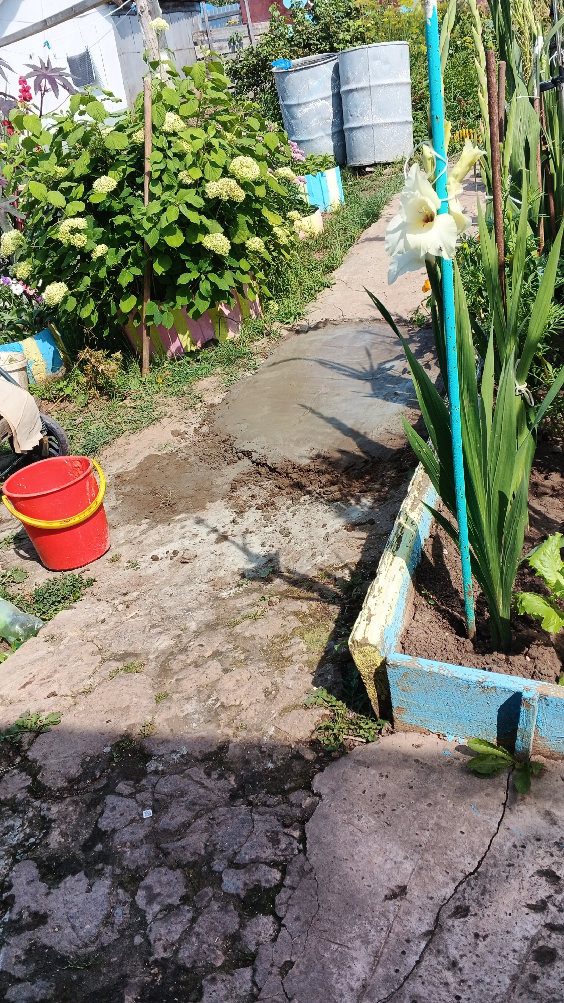 The image depicts an outdoor scene in the city of Podgornoye, Russia. In the foreground, a red plastic bucket with a yellow handle sits on a cracked concrete path. To the left of the bucket, a green plastic bottle is partially visible. Further back, a path of wet concrete or mud is present, with some disturbed soil and small clumps of dirt. To the right of the wet concrete, a raised garden bed with a blue and yellow painted trim contains soil and several tall green plants, including one with a prominent white gladiolus flower. A thin blue pole is staked next to the gladiolus. In the background, a large, leafy green bush with clusters of small white flowers is visible, planted in a colorful container. Behind the bush, two large gray barrels stand side-by-side. Further in the background, a white building with a window is visible, along with fencing and other greenery. The scene appears to be a yard or garden area.