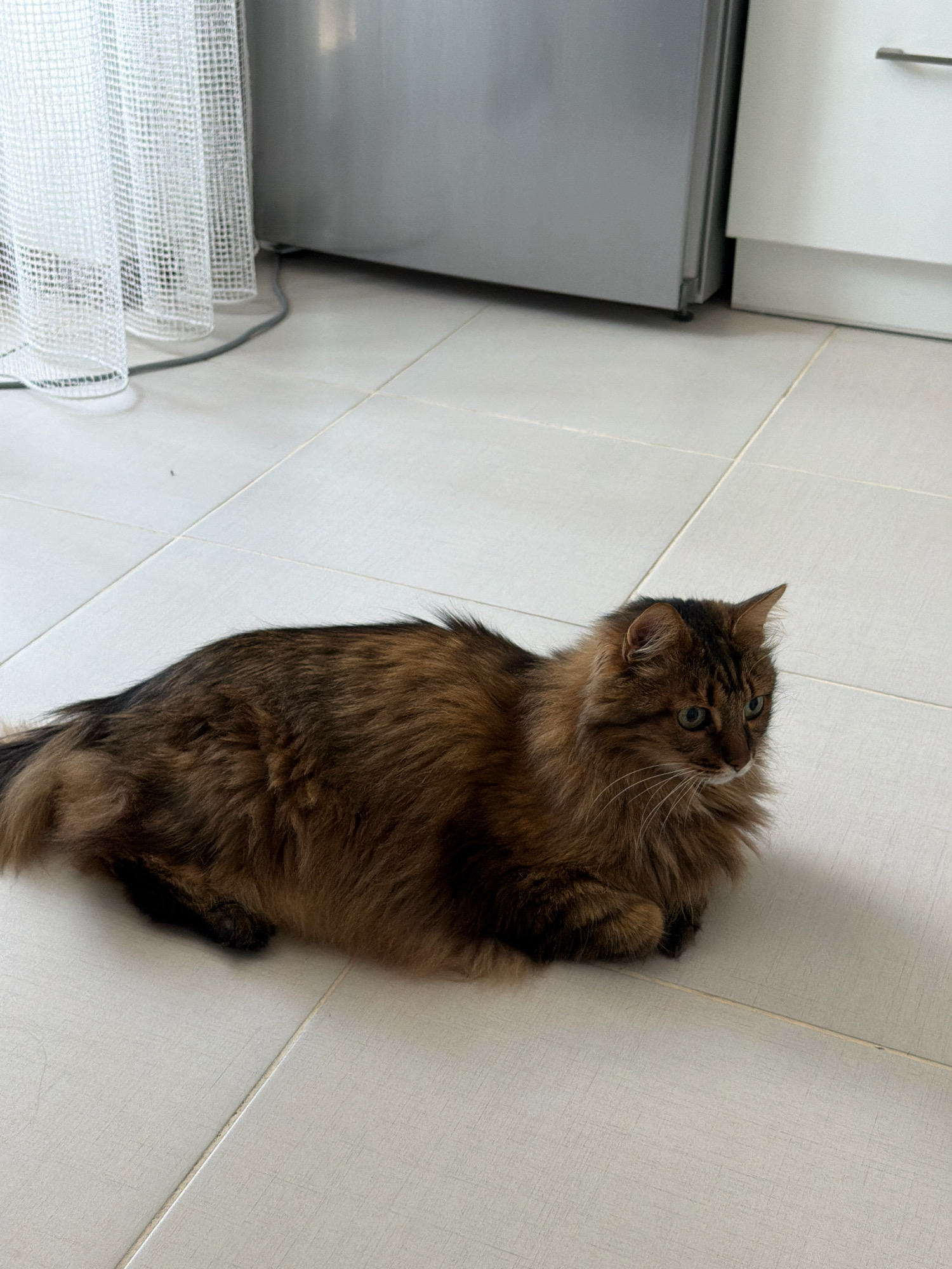 A fluffy, brown tabby cat is lying on a tiled floor indoors. The cat is facing to the right with its head turned slightly towards the camera, displaying green eyes and long white whiskers. Its body is elongated, and its tail is visible extending behind it. In the background, a section of a refrigerator is visible on the left, partially obscured by a white, textured curtain. On the right, a white cabinet or drawer unit is present. The floor is composed of large, light-colored square tiles. The scene appears to be in a domestic setting, likely a kitchen or similar room in Kyiv, Ukraine.