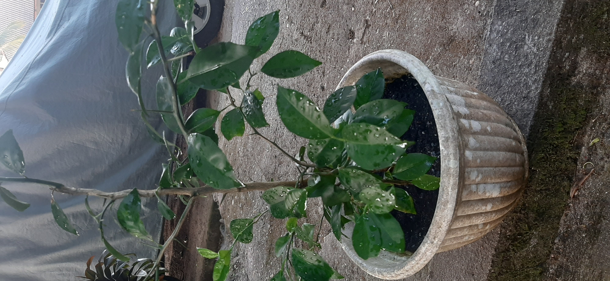The image displays a potted green plant with glossy leaves, some of which have water droplets. The plant is in a light-colored, fluted pot. The pot sits on a rough, greyish concrete surface. In the background, a large grey tarp is visible, partially covering something that appears to be a vehicle, with a wheel visible on the right side. To the left of the plant, a darker green plant is partially visible. The scene suggests an outdoor setting in Jambi, Indonesia, possibly a yard or patio. The lighting indicates it is daytime. There are no people or visible actions taking place.