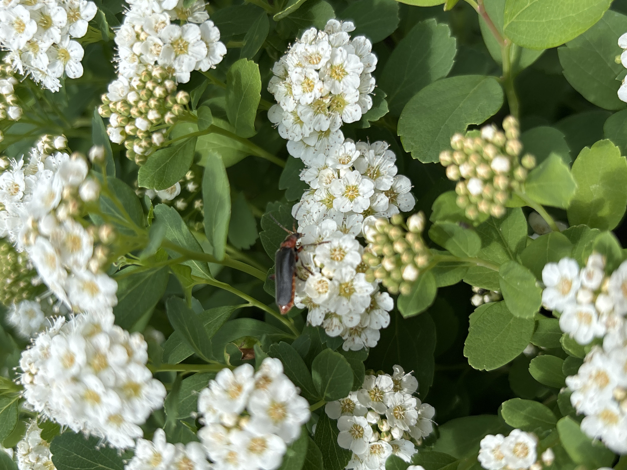 The image shows a close-up of a flowering spiraea shrub. The plant has clusters of small white flowers and green leaves. A black and orange insect is visible on one of the flower clusters. There is no indication of a location in Izhevsk, Russia. The scene depicts a natural environment focused on the plant and insect.