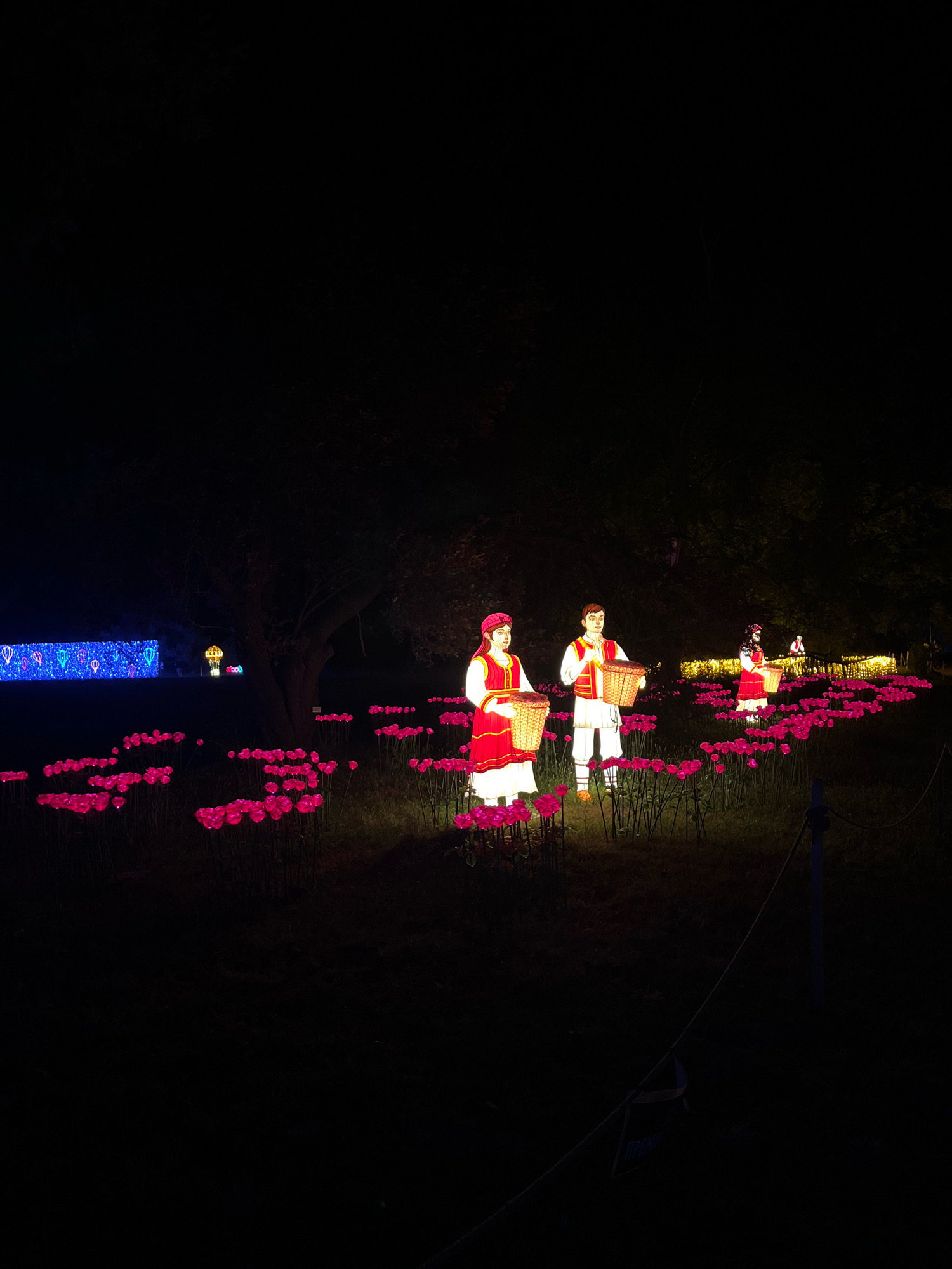 The image depicts a nighttime outdoor scene in Kurtovo Konare, Bulgaria, likely at a festival or illuminated garden. The foreground is dominated by a field of vibrant pink illuminated flowers. In the midground, four illuminated figures in traditional clothing stand among the flowers. The figures, two male and two female, are depicted carrying baskets and are lit from within. They appear to be representations of people harvesting or gathering. Behind them, a large tree is visible, and further in the background, a brightly lit blue wall with a pattern of illuminated hot air balloons can be seen. To the right of the tree, there are more illuminated floral displays and a distant view of more illuminated figures. The overall impression is one of a festive, illuminated display at night.