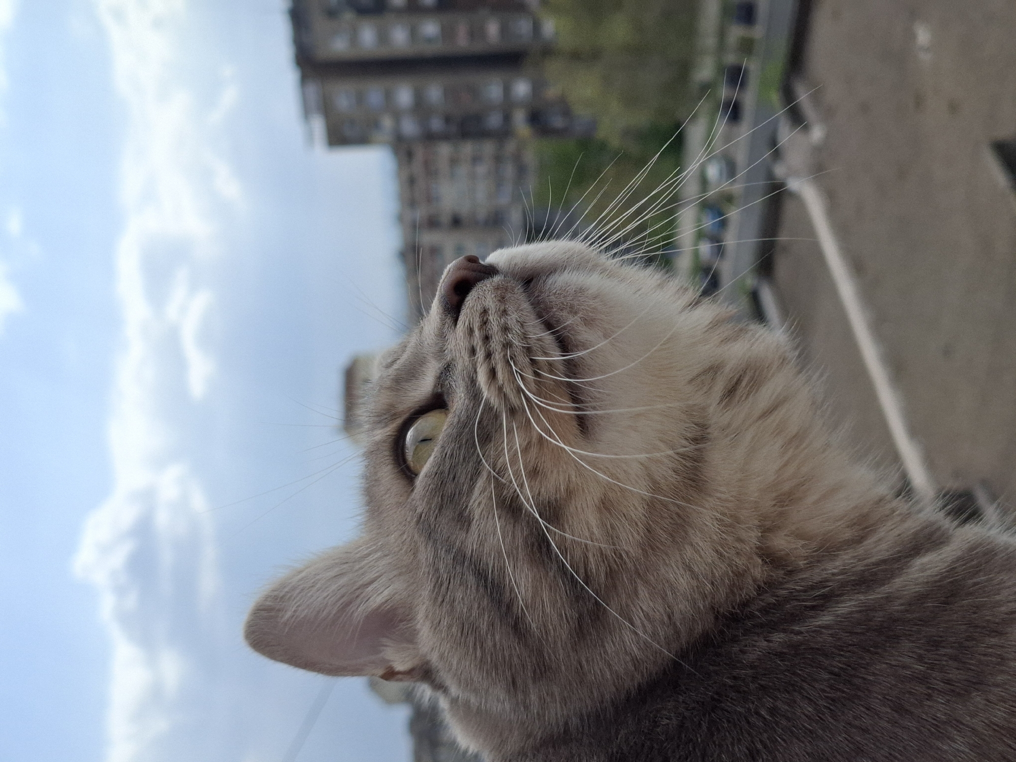 This close-up image features a domestic short-haired cat looking upwards with its head tilted back. The cat has soft, short fur with tabby markings in shades of grey, brown, and cream. Its prominent features include long, white whiskers that spread outwards, a small, dark nose, and large, bright, light green eyes focused intently on something above. The textures of its fur and the details of its eye are clearly visible due to the close framing.
The background is significantly blurred, indicating a shallow depth of field, which keeps the cat as the central and sharpest subject. Above and to the left of the cat, a light blue sky with scattered white clouds is visible, suggesting daytime and clear weather. In the upper right and blurred distance, several tall, multi-story buildings, characteristic of an urban environment, can be discerned. These structures appear to be residential or commercial blocks, consistent with a city setting like Novi Sad, Serbia.
The cat's upward gaze and alert expression convey a sense of curiosity or observation, as if it's watching something in the sky, such as a bird or an insect. The perspective of the shot, looking up from below the cat, accentuates its inquisitive posture. No text is visible in the image.