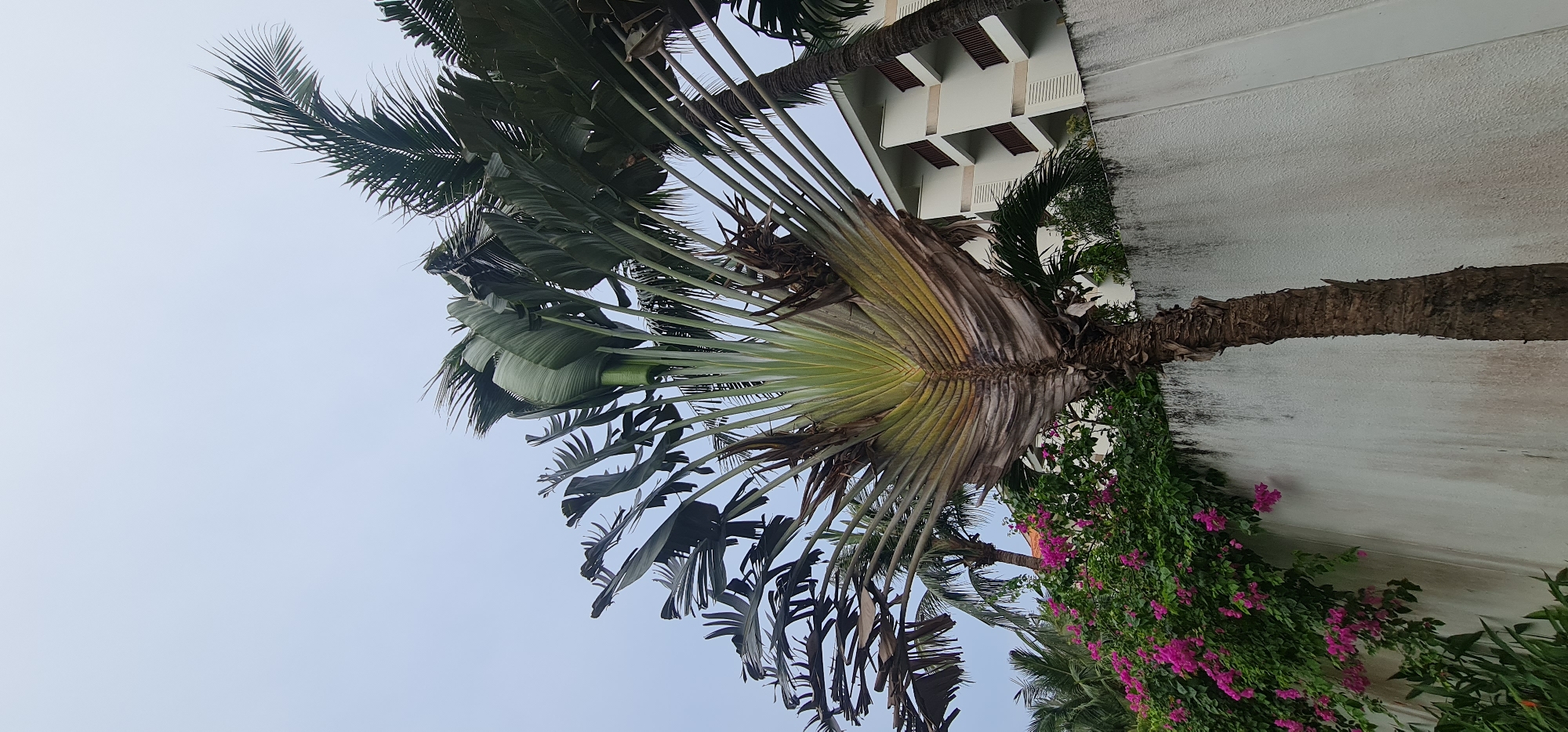 The image shows a view looking up at a tropical scene, likely taken at eye-level. A large traveler's palm tree (Ravenala madagascariensis) dominates the center, with its distinctive fan-like arrangement of leaves. To the right of the palm is a white wall, likely belonging to a building, with vibrant pink bougainvillea flowers cascading down. In the background, a portion of a multi-story building with light-colored walls and dark window shutters is visible. The sky is overcast and pale. Other palm trees can be seen in the surroundings, adding to the tropical ambiance. The image does not contain people, subjects, objects, actions, or interactions. Based on the presence of tropical flora and architecture, it could be located in Đà Nẵng, Vietnam.