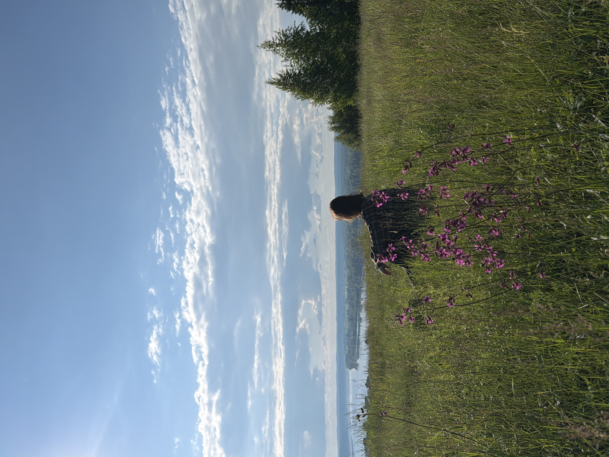 The image presents a serene outdoor landscape in Olkhovka, Russia, captured under a bright, clear sky. A person, viewed from behind with their head and upper back visible, is positioned on the right side of the frame, partially immersed in tall green grass and clusters of vibrant purple wildflowers in the foreground. The person has dark hair and appears to be looking out over a vast body of water, possibly a river or lake, that dominates the midground.
The water extends towards a distant horizon, where faint land or hills are discernible, topped by a line of dark green coniferous trees on the right. The sky is a clear blue, adorned with scattered white stratocumulus clouds stretching horizontally across the upper portion of the frame. The bright lighting suggests a sunny daytime, likely late afternoon, casting a peaceful and contemplative atmosphere over the scene. There is no visible text.