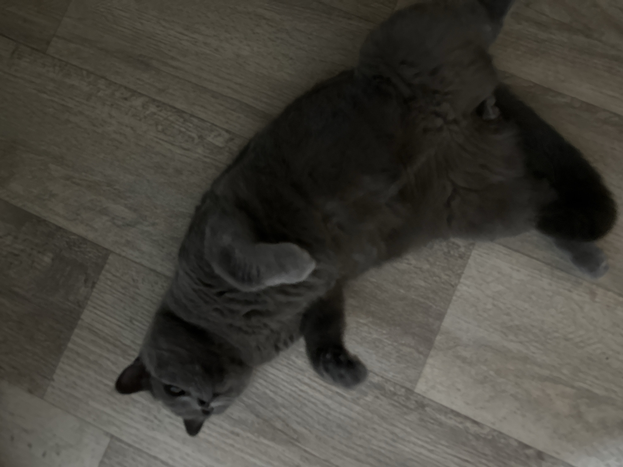 A grey domestic cat is depicted lying on its back on a light-colored wooden floor. The cat, possibly a British Shorthair breed given its dense grey fur, is positioned with its belly exposed and its paws curled upwards towards its body. Its head is slightly tilted, and it appears to be looking upwards or directly at the camera. The setting is indoors, featuring a laminate or engineered wood floor with visible plank lines and wood grain patterns. The lighting in the room is dim, suggesting an indoor environment possibly illuminated by artificial light or captured during the evening. The cat's relaxed, belly-up posture conveys a sense of comfort, contentment, or playful disposition. There are no other subjects, objects, or visible text in the image. This scene takes place in Perm, Russia.