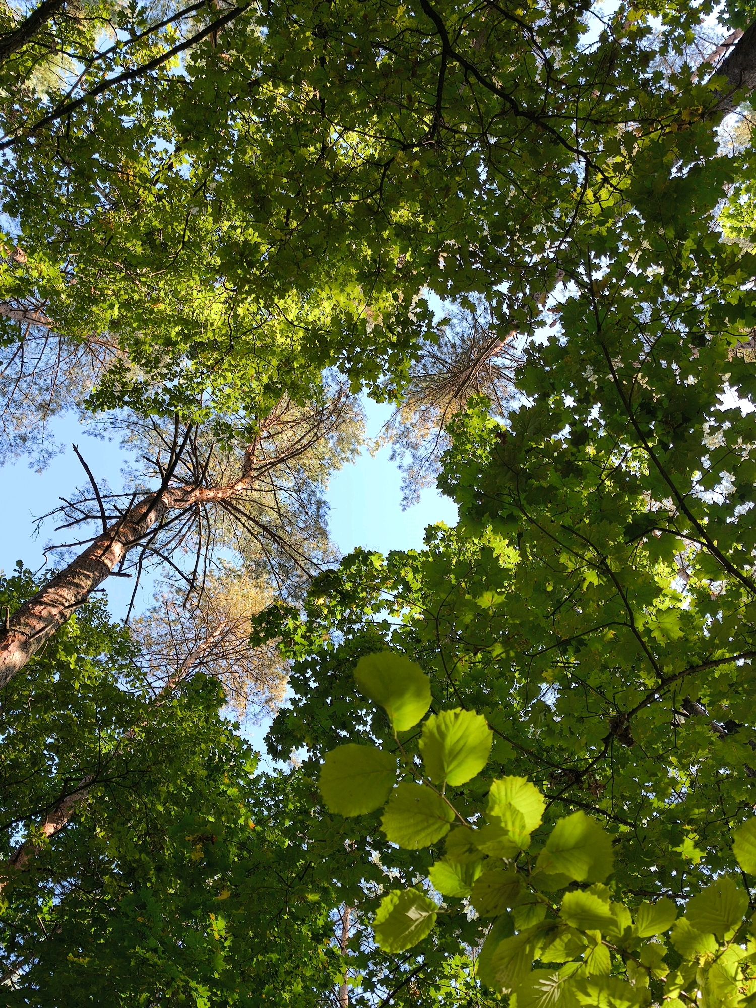 The image is a low-angle shot looking up at the canopy of a forest. Several trees, including pine and deciduous trees, are visible, with their branches and green leaves filling the frame. The sky is visible through the gaps in the foliage. The scene appears to be a natural outdoor environment, likely a park or woodland area. No people, actions, or interactions are depicted. The location in the city of Mahilyow, Belarus, is not discernible from the visual information in the image.