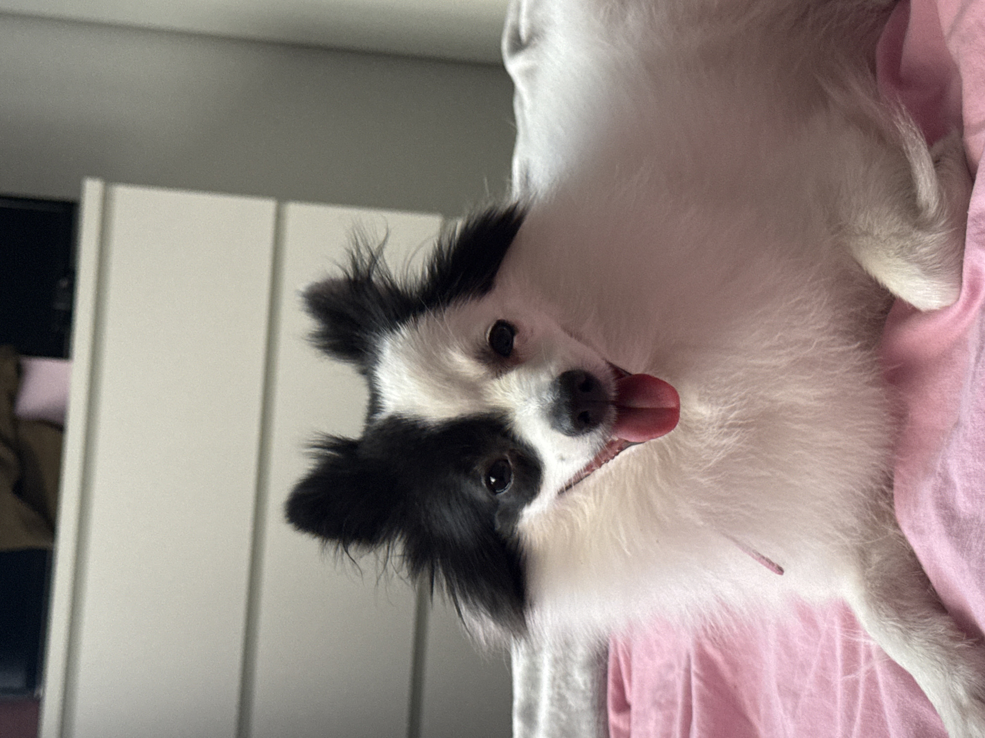 A black and white dog with its tongue sticking out is lying on a pink blanket. The dog has fluffy white fur and black markings on its head and ears. Behind the dog, a dresser with several drawers is visible. The overall scene appears to be indoors, likely in a bedroom. There is no information available to suggest this image is located in Stara Zagora, Bulgaria.