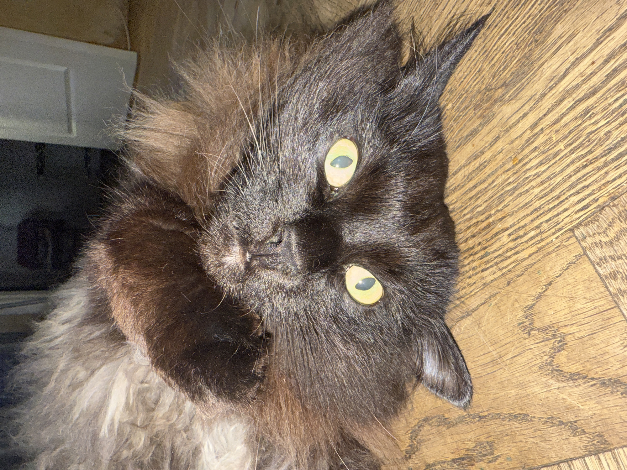 A fluffy black cat lies on its back on a wooden floor, its eyes wide open. Its head is tilted upwards, revealing its nose and mouth. The cat's fur is long and appears to be a mix of black and gray. The floor is made of light-colored wood planks with visible grain. In the background, a doorway and a dark wall can be seen. There is no indication of the cat's location in Saint Petersburg, Russia.