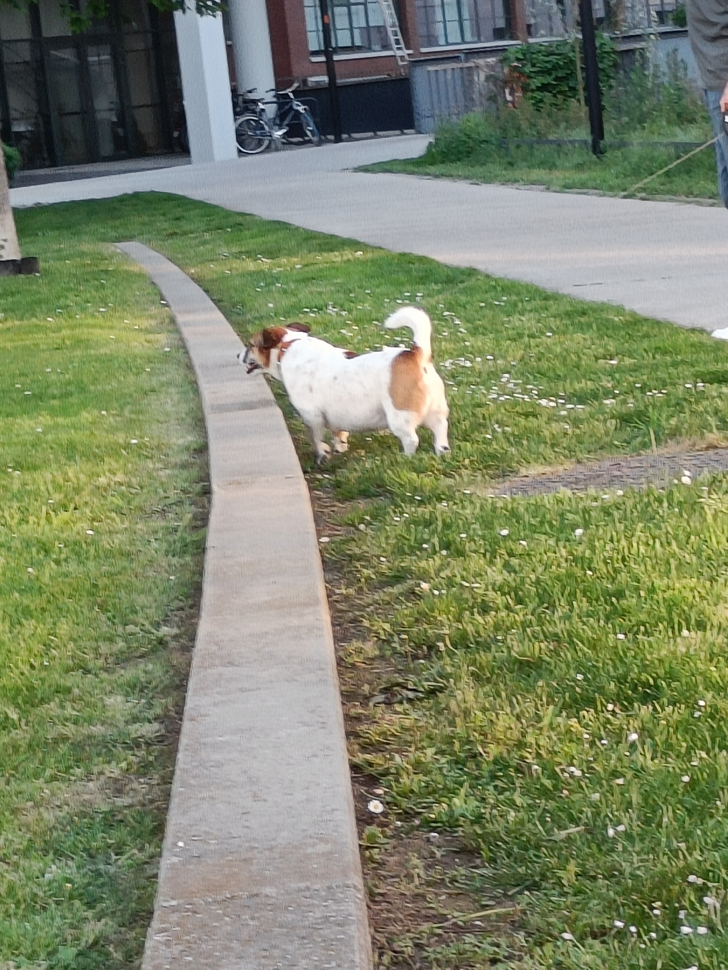 A medium outdoor shot depicts a dog walking on grass, next to a concrete curb, in a city. The dog is predominantly white with brown patches, and a raised tail. A sidewalk, a building, and a bicycle are visible in the background. An individual holding a leash is partially visible in the upper right corner. The grass appears to be mixed with small white flowers. The building has large windows and a white column.