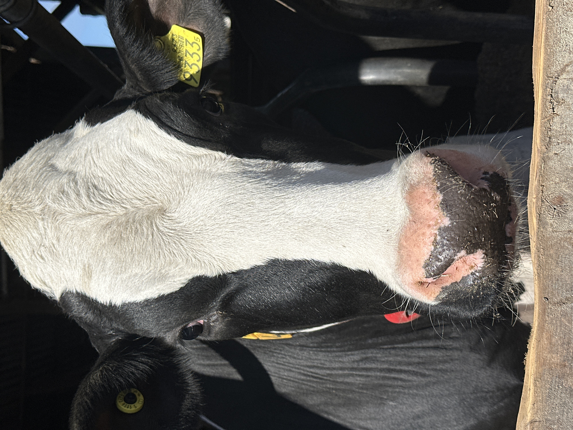 A close-up, medium-shot photograph depicts the head and snout of a black and white cow in Well, Netherlands. The cow's face is oriented slightly downward and towards the left of the frame. A yellow ear tag is visible on the upper right of the cow's ear. The cow's muzzle has pink patches. The scene appears to be indoors in a wooden structure.