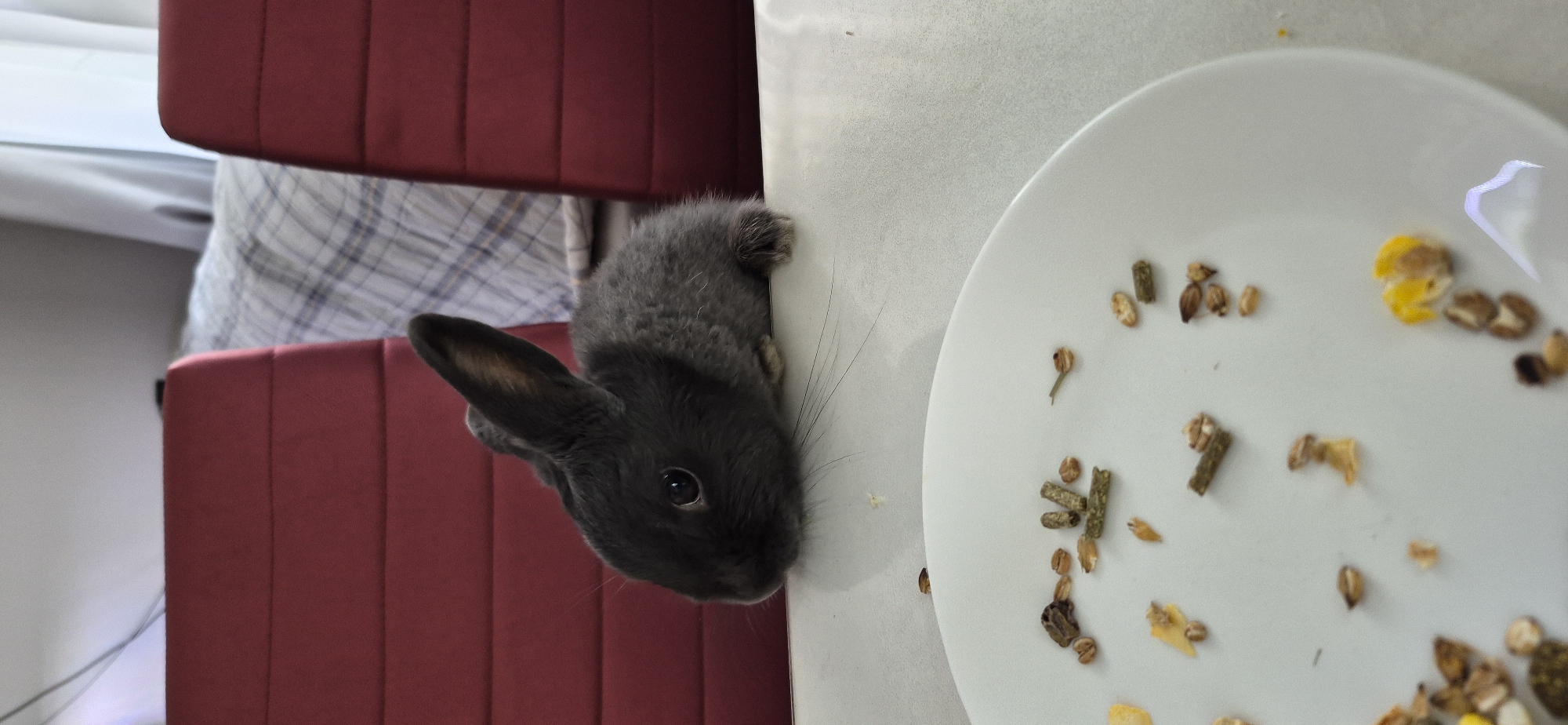 A close-up, eye-level shot shows a dark gray baby rabbit sitting on a light-colored surface, possibly a table. The rabbit is facing left, with its ears perked up. To the right and slightly behind the rabbit, two red chairs are visible. In the background, a bed with a blue and white plaid comforter is partially visible, along with a white curtain. In the foreground, a white plate is filled with small pieces of rabbit food, including pellets and grains. The lighting is natural, coming from the right. The scene appears to be indoors, in a domestic setting. There is no indication of the image's location in Ussurijsk, Russia.