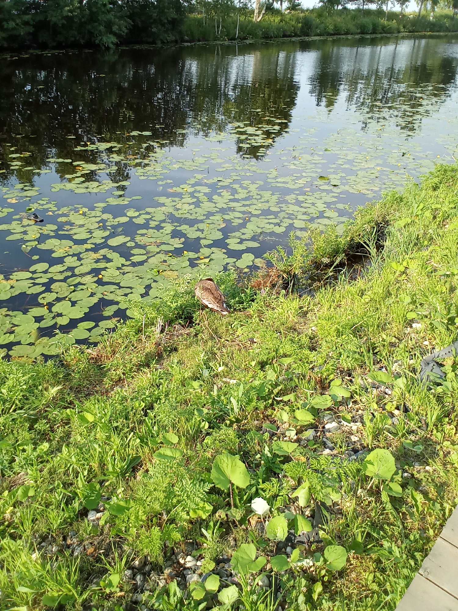A duck is resting on the bank of a body of water covered with lily pads. The water is dark and reflects the trees and sky. The bank is covered in lush green grass and some small white flowers. The scene is likely in a natural area of Belozersk, Russia, possibly a park or along the shoreline of Lake Beloye.