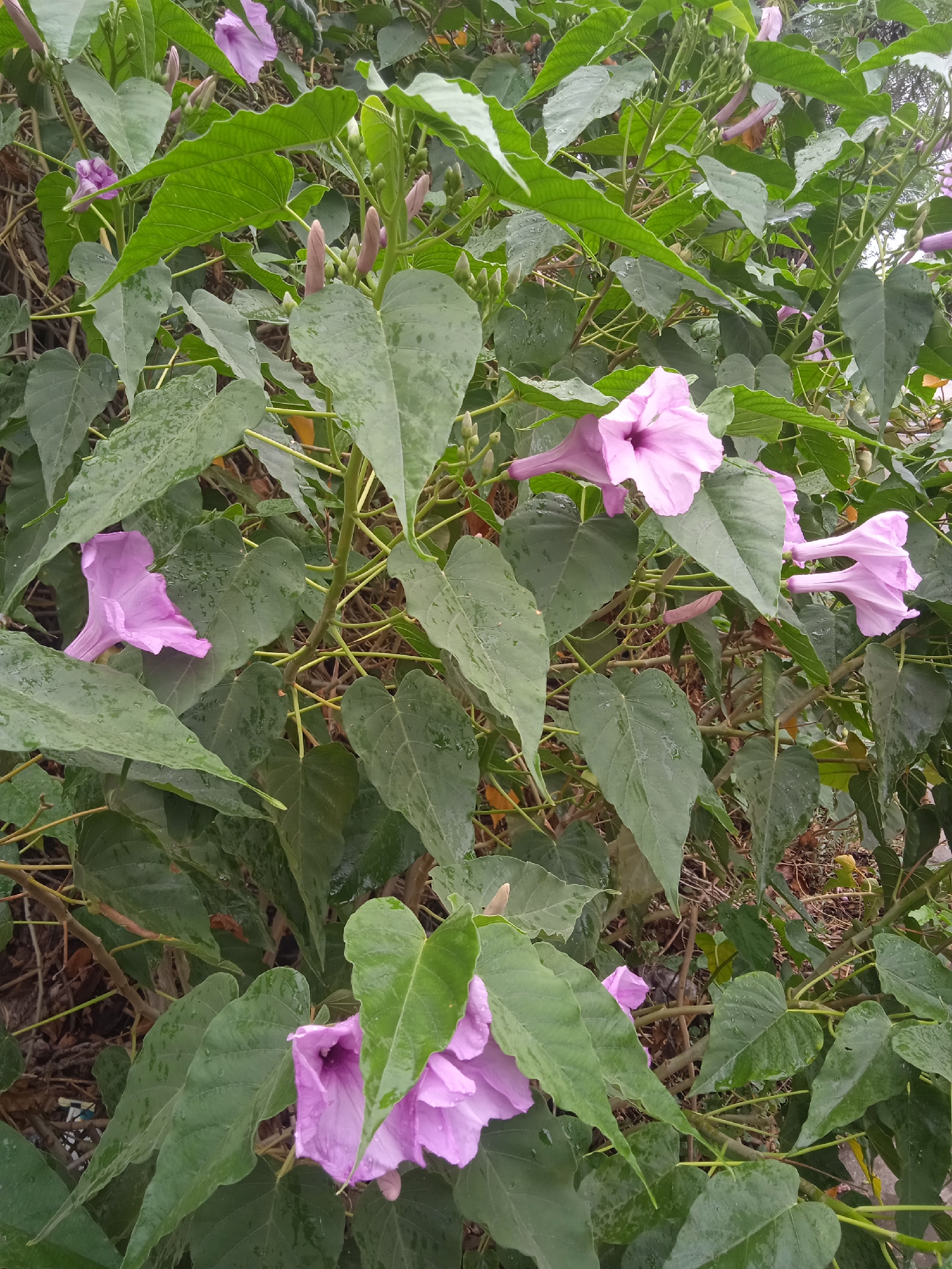 This is a medium shot, eye-level photograph of a flowering plant with large, green, heart-shaped leaves. The plant has multiple pale pink, trumpet-shaped flowers in various stages of bloom, with some buds still closed. The leaves are wet, suggesting recent rain or dew. The background is a dense arrangement of green foliage and branches, with hints of brown earth and dry leaves at the bottom. The lighting is soft and diffused, consistent with an overcast day or early morning. There are no people, text, or specific location cues visible. The overall impression is one of natural beauty and freshness.