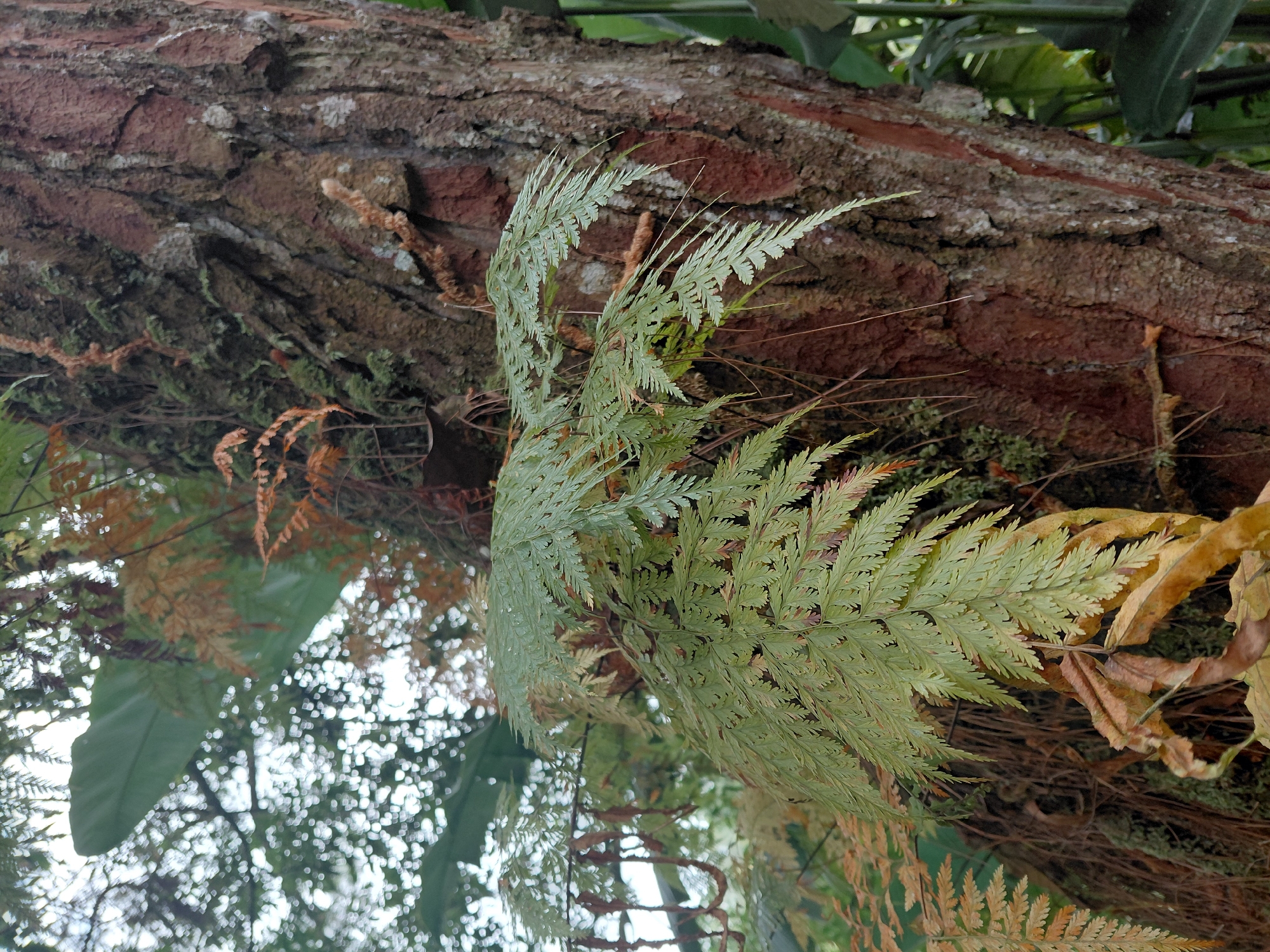 A close-up, vertical, eye-level shot captures a section of a large tree trunk, textured with rough, reddish-brown bark and patches of green moss. Growing on the trunk and hanging down are several fern fronds. The most prominent fern, in the foreground, has vibrant green, finely dissected leaves. To the left and behind it, other ferns display a gradient of colors, from yellowish-green to dry, brown hues, indicating different stages of growth or decay. Some dry, brown leaves are also visible at the bottom of the frame. The background is blurred, suggesting a dense, natural environment with hints of other foliage and the sky. The scene is located in Kintamani, Indonesia, and appears to be a naturalistic setting, likely in a garden or forest. There are no people or animals present in the image.