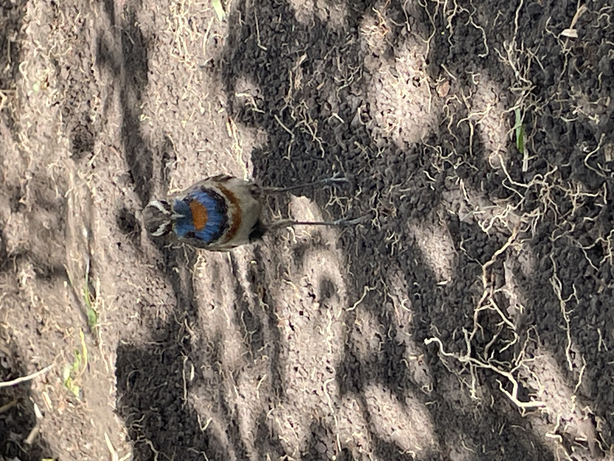 A single bird stands on dark, dry soil with sparse, thin roots visible on the surface. The bird is facing the camera and has a distinctive blue, orange, and white patterned throat and chest. Its head is gray with dark markings. The background is composed of more of the same soil, with dappled sunlight creating shadows across the ground. The scene appears to be outdoors in a natural or semi-natural environment. There is no indication of a city or specific location within the image.