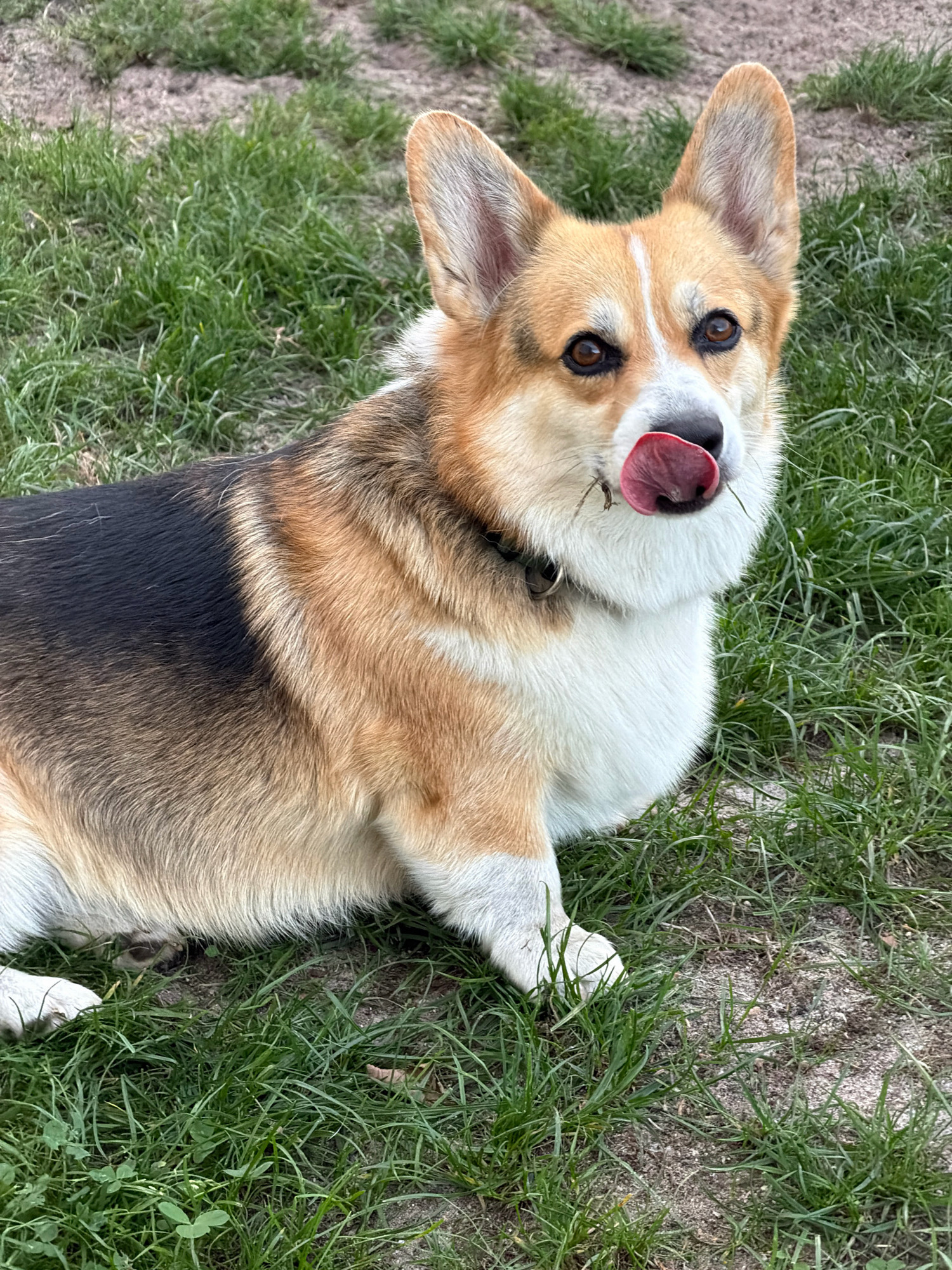 A Welsh Corgi dog is lying on grass with its tongue out, licking its nose. The dog is primarily tan and white with black markings on its back. It has large, erect ears and brown eyes. The background consists of green grass and patches of dirt. There are no people or buildings visible in the image. This image was taken outdoors.
