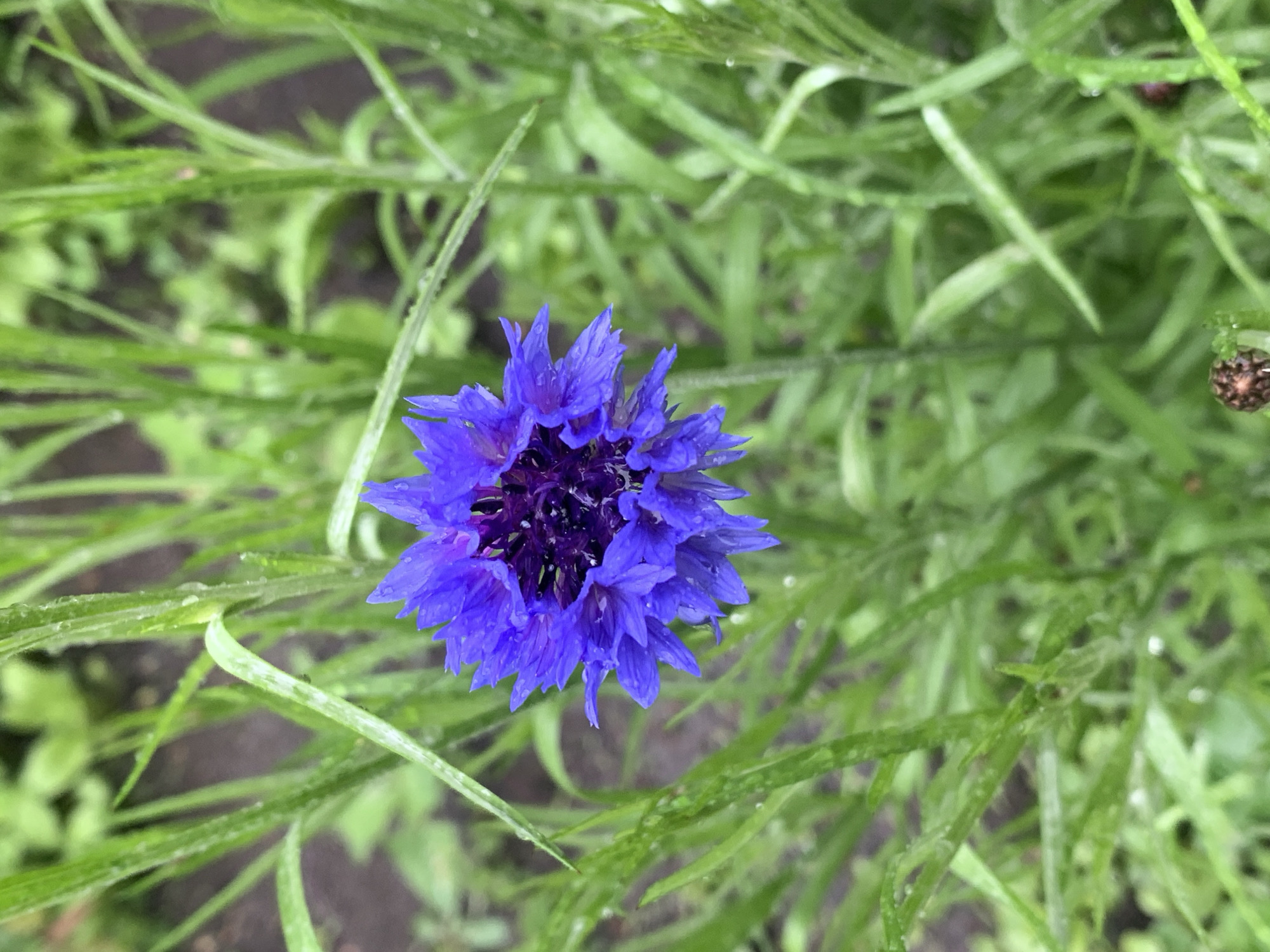 A top-down, medium shot depicts a blue cornflower in the center of the frame. The flower has a dark purple-black center surrounded by vibrant blue petals. The background consists of slender, green, grass-like vegetation. Small water droplets are visible on both the flower petals and the surrounding greenery. The location is Stavropol, Russia.