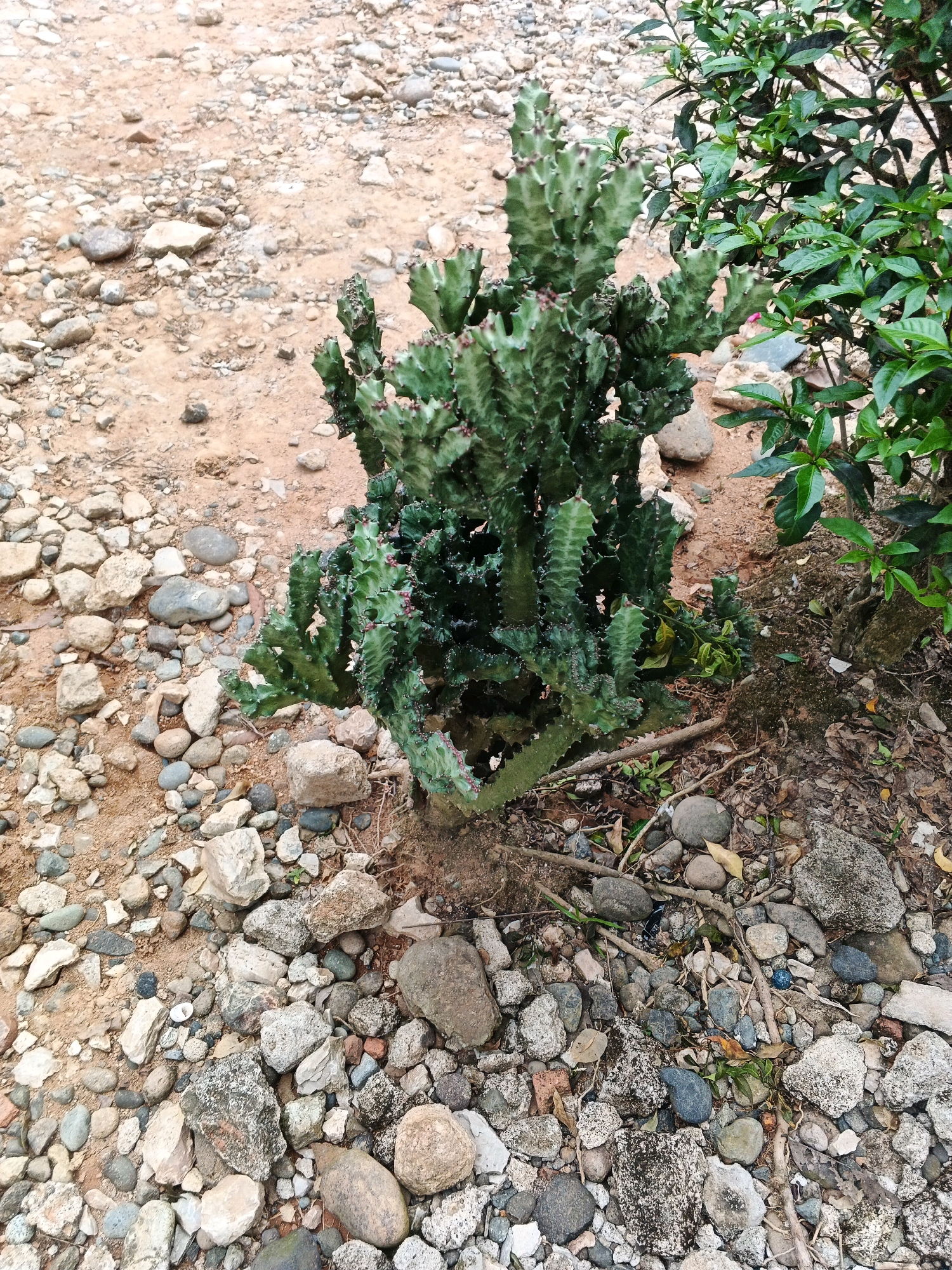 A medium shot depicts a vibrant green Euphorbia trigona cactus situated on the sandy, pebble-strewn ground of Brangan Mulya, Indonesia. The cactus, with its distinct segmented stems and sharp spines, stands prominently in the center of the frame, its branches reaching upwards and outwards. To the right of the cactus, a cluster of lush green leaves from another plant creates a visual contrast. The ground is a mixture of fine, reddish-brown sand and an assortment of grey, beige, and white pebbles of varying sizes. Dried leaves and twigs are scattered across the ground, adding to the natural, somewhat unkempt environment. The lighting suggests an outdoor setting, likely during daylight hours, with soft shadows indicating overcast conditions or a shaded area. There are no people visible in the image.