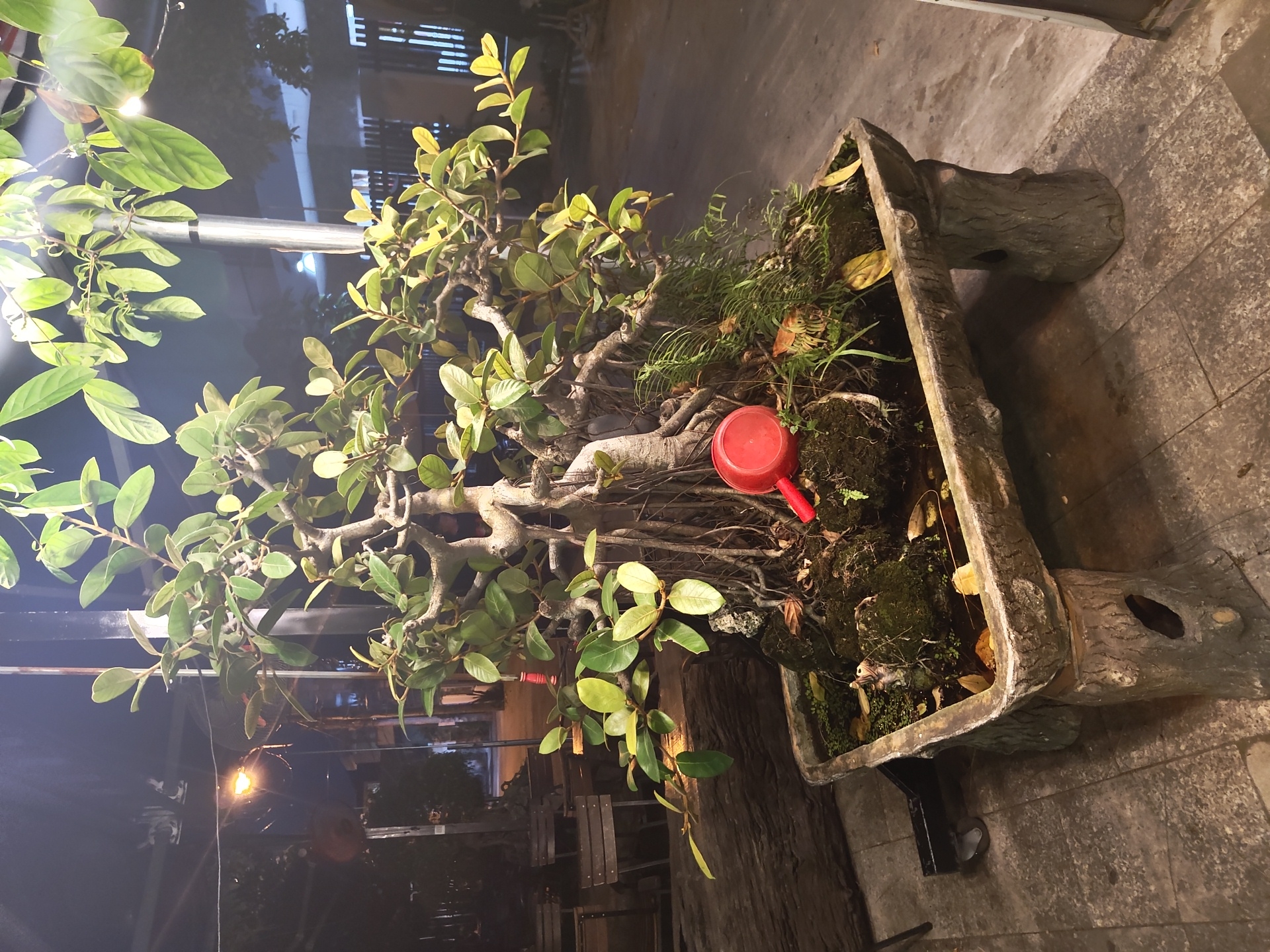 In the city of Bac Nha Trang Ward, Vietnam, a meticulously cultivated bonsai tree is prominently displayed. The bonsai, characterized by its gnarled roots and lush green foliage, is housed in a rectangular planter supported by two decorative, tree-stump-like legs. The planter contains mossy rocks, soil, and a small watering can, suggesting ongoing care. In the background, outdoor seating and tables indicate a public or communal space, possibly a cafe or restaurant. The scene is illuminated by artificial lighting, creating a slightly dramatic ambiance, and the surrounding area appears to be paved with stone tiles.