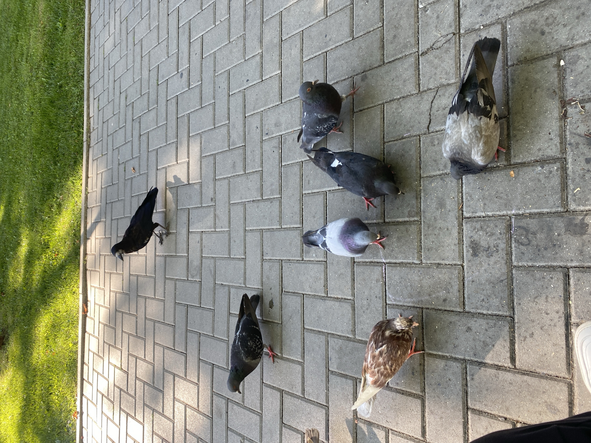 The image shows a paved walkway in a park in Chișinău, Moldova, with several pigeons and one crow. The walkway is made of grey rectangular pavers laid in a herringbone pattern. To the left of the walkway is a patch of green grass, illuminated by sunlight, casting shadows on the pavers. A partial view of a person's leg and shoe is visible in the bottom left corner of the frame.
There are seven birds visible in the image:
- One crow is standing on the pavers in the upper middle of the frame, facing to the left. It is black with a gray beak and has red legs.
- Six pigeons are scattered across the walkway.
- One pigeon is in the upper left, facing left, with grey and black plumage and red legs.
- Two pigeons are in the middle of the frame. One is facing left with grey and purple iridescent neck feathers and red legs. The other is facing right with black plumage and white patches on its wings and tail, and red legs.
- Two pigeons are in the lower middle. One is facing away from the camera, with grey and white plumage and red legs. The other is facing left with brown and white plumage and red legs.
- One pigeon is in the bottom right, facing left, with grey and black plumage and red legs.
The lighting suggests it is daytime, likely morning or afternoon, with strong sunlight creating distinct shadows. The environment appears to be an urban park or public garden.