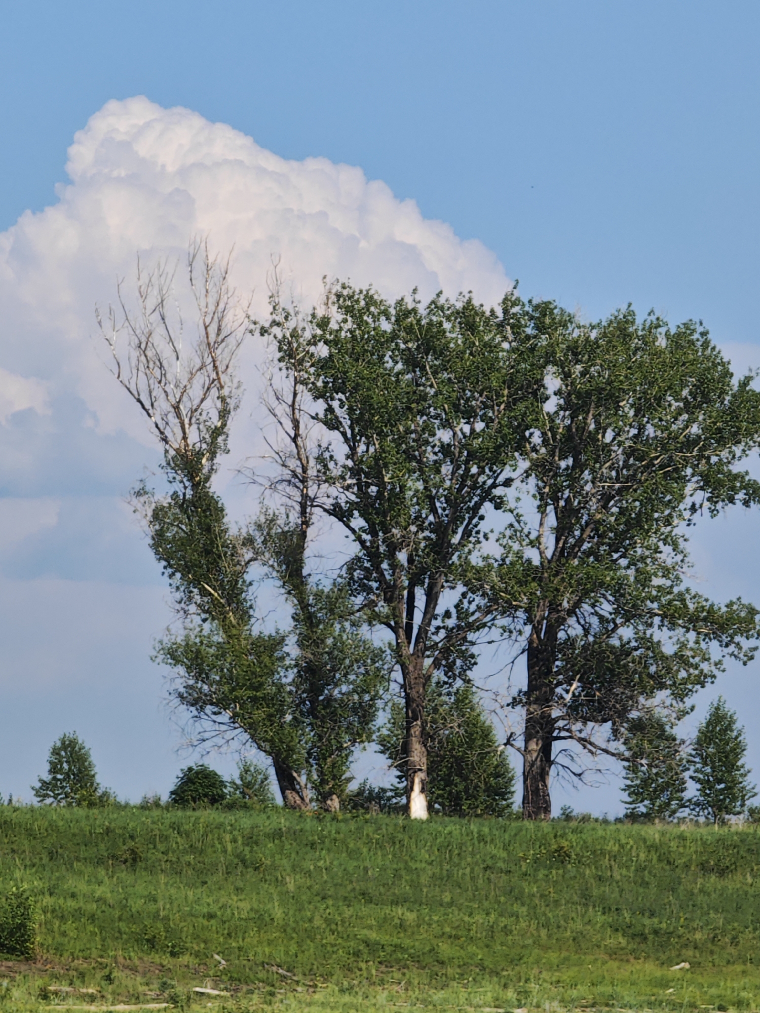 The image depicts a landscape featuring a bright blue sky with a large, fluffy white cloud dominating the upper left quadrant. In the foreground, a grassy hill slopes upwards. Several trees are visible on the crest of the hill. The trees vary in appearance, with some fully leafed and green, while others, particularly towards the left, are bare and appear dead or dormant, showcasing intricate branch structures against the sky. A few smaller, conical evergreen trees are interspersed among the larger deciduous trees. The overall scene suggests an outdoor environment, possibly a park or a natural area, given the presence of trees and the hilly terrain. The location is Verkhnepashino, Russia, though no specific urban features or landmarks are identifiable to confirm this from the image alone. There are no people or animals visible in the frame.