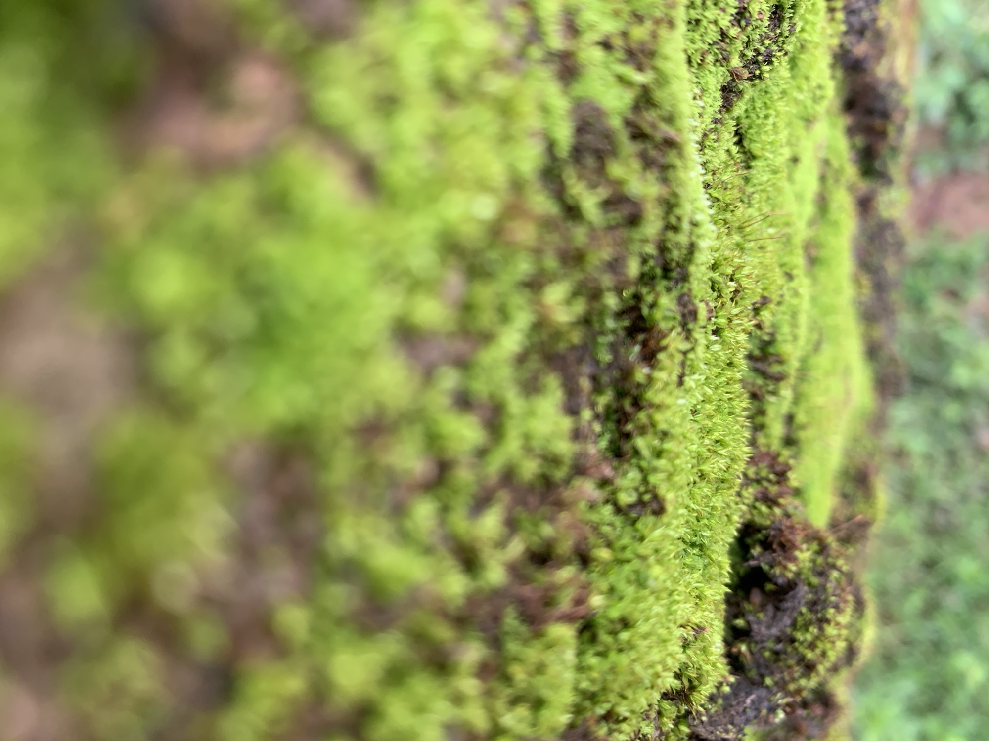 A close-up, macro-level photograph captured in Rafin Par, Nigeria, features a horizontal band of vibrant green moss in sharp focus, occupying the mid-ground. The moss exhibits a dense, fine, and velvety texture, adhering to an unseen, dark brown substrate that is partially visible between the green growth. Both the foreground and background areas are significantly blurred due to a shallow depth of field, rendering abstract patches of green and darker brown, consistent with out-of-focus moss and its underlying surface. No individuals, artificial objects, or explicit actions are present within the frame. The scene is devoid of direct interactions. The environment is inferred as natural, characterized by conditions conducive to bryophyte growth.