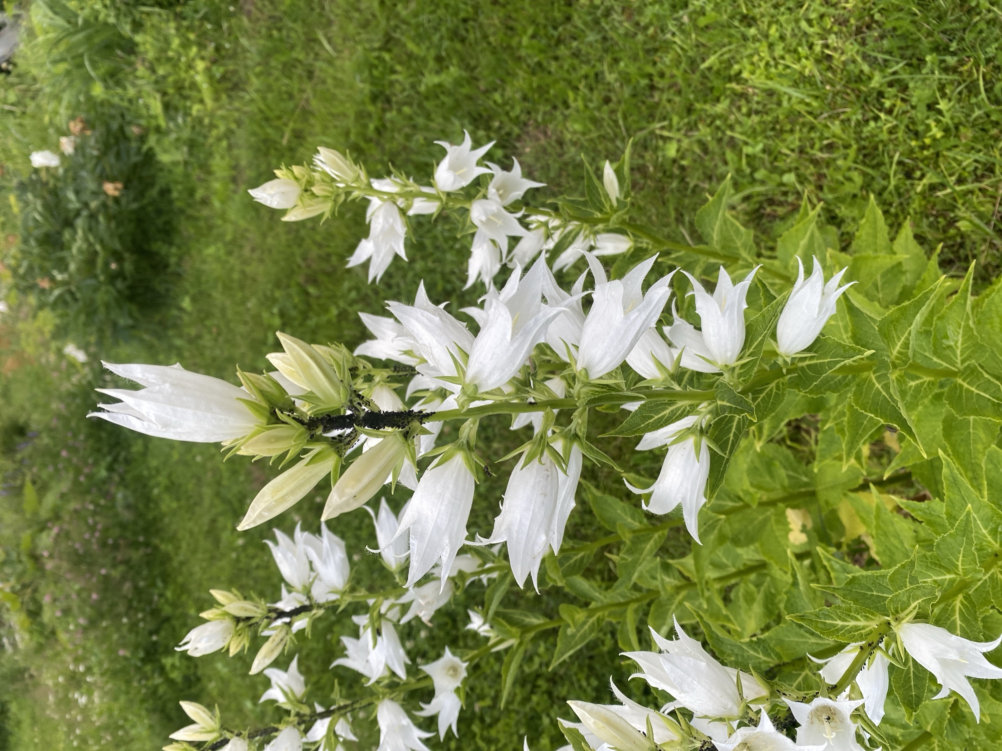 The image shows a close-up, top-down view of a cluster of white bell-shaped flowers, likely campanula, growing outdoors in a garden. The flowers are white with delicate, pointed petals and hang downwards from green stems. Some of the flowers are in full bloom, while others are still in bud. The background is a blur of green grass and foliage, suggesting a natural outdoor setting. There are some dark spots on some of the flower stems, which could be aphids or a similar small insect infestation. The lighting suggests it is daytime, possibly overcast as there are no strong shadows. The image does not contain any people, text, or specific location cues beyond the general garden setting. The overall impression is one of natural beauty and delicate floral growth.