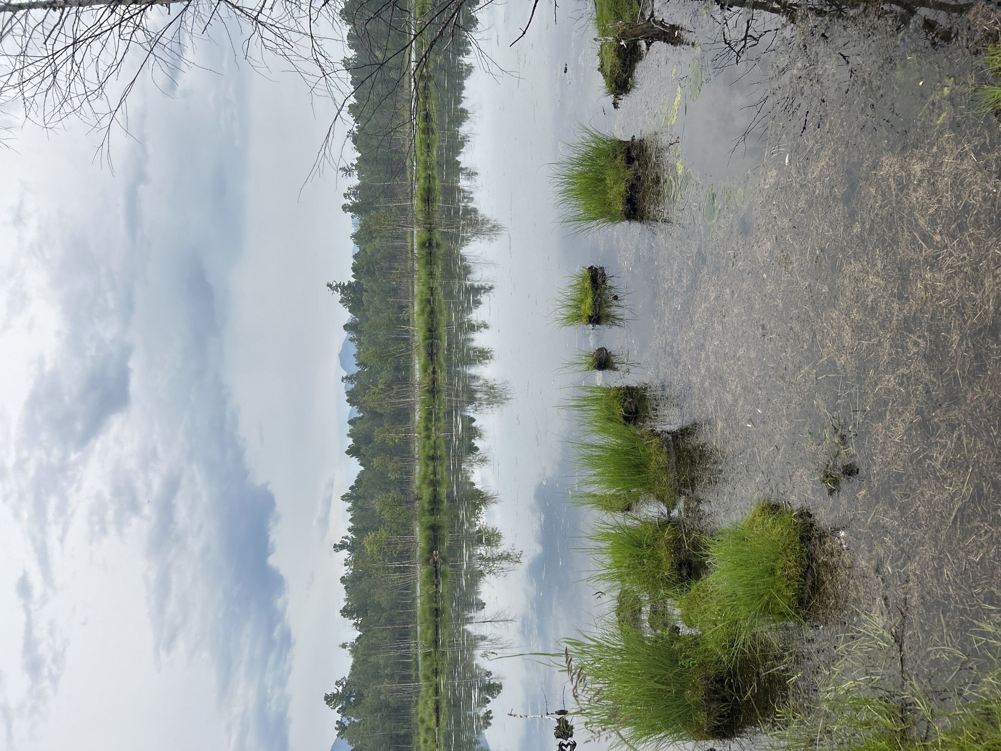 A serene, overcast day at a marshy body of water near Tolbazikha, Russia. The foreground features clumps of vibrant green grass growing on small hummocks in the shallow, murky water. The water's surface reflects the cloudy sky and the dense forest lining the far bank. The forest is composed of a mix of deciduous and coniferous trees, with some lighter-colored birches interspersed. In the distance, faint mountain peaks are visible under the muted sky. A bare, skeletal tree branch extends from the right side of the frame, its stark lines contrasting with the lush greenery. The overall atmosphere is calm and natural, with no human presence evident.