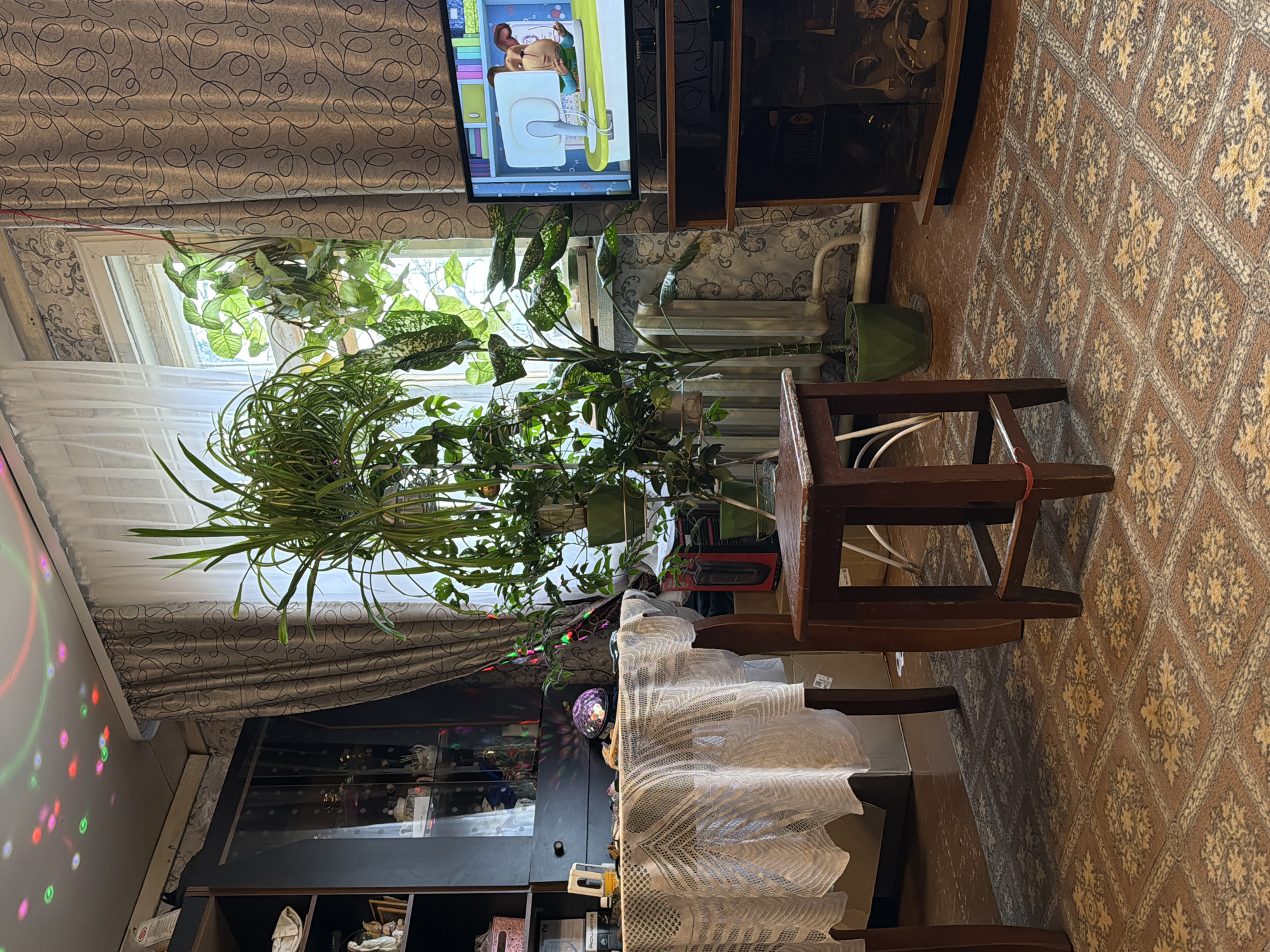 A living room in Заболотово, Russia, features a window obscured by curtains and numerous potted plants. A television displays a cartoon. A dark wooden cabinet stands to the right of the TV. A stool with a white cord attached to it sits between the plants and cabinet. A dining table covered with a white lacy cloth occupies the lower portion of the image, situated in front of a dark cabinet containing various items. A disco ball is visible on the cabinet. The floor is covered with patterned carpet. Multi-colored light dots are visible on the wall.
