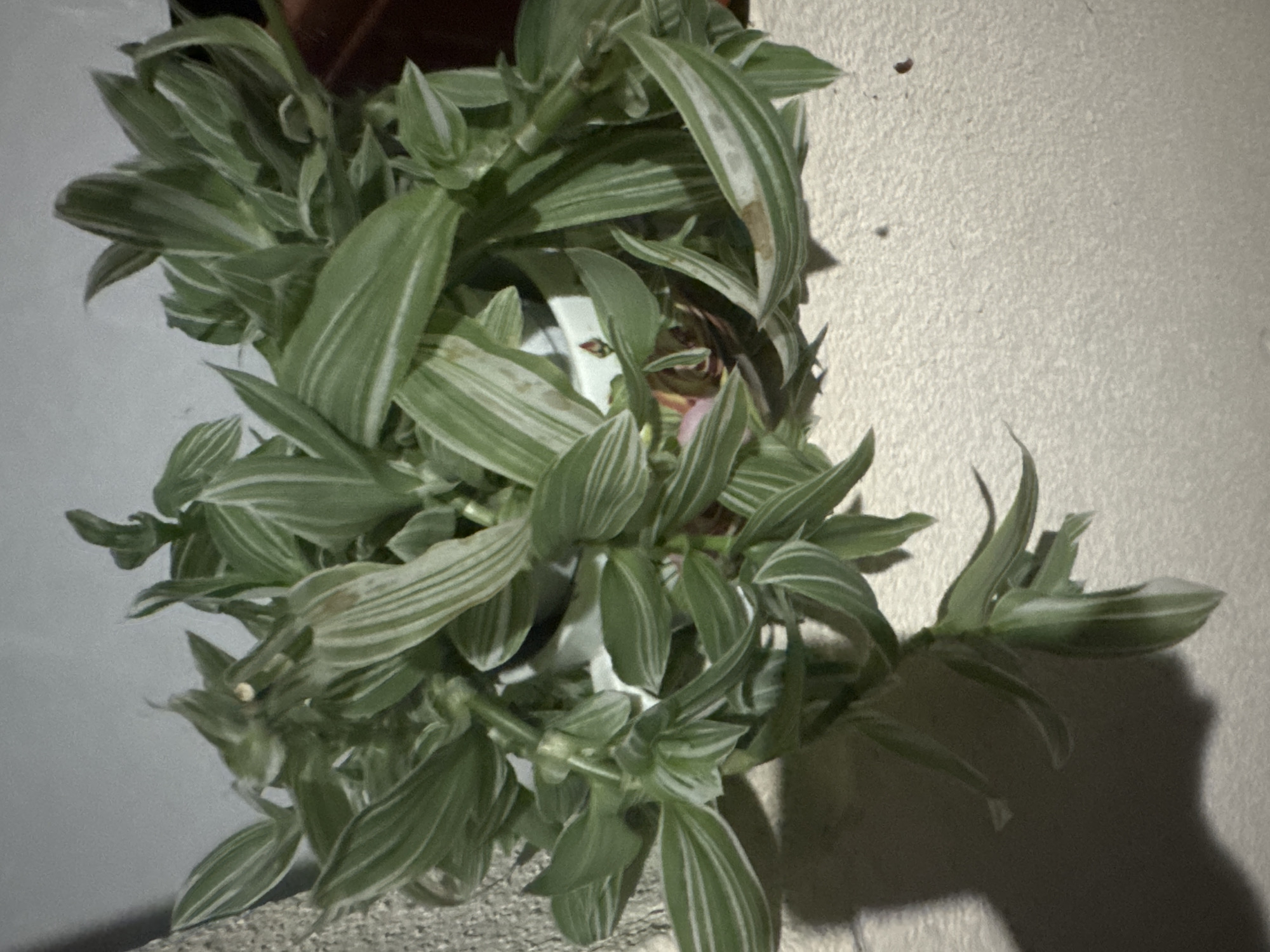 The image shows a close-up, overhead view of a variegated tradescantia plant in a white pot. The plant has long, trailing stems with lance-shaped leaves that are striped with green and white. The leaves are slightly fuzzy and have a matte finish. Some of the leaves have brown spots, indicating potential damage or disease. The pot is resting on a textured, light-colored surface, possibly a shelf or windowsill. A shadow is cast on the left side of the image, suggesting artificial lighting. The background is a plain, light gray wall. The scene appears to be indoors. There are no people or animals present. The location is unknown.