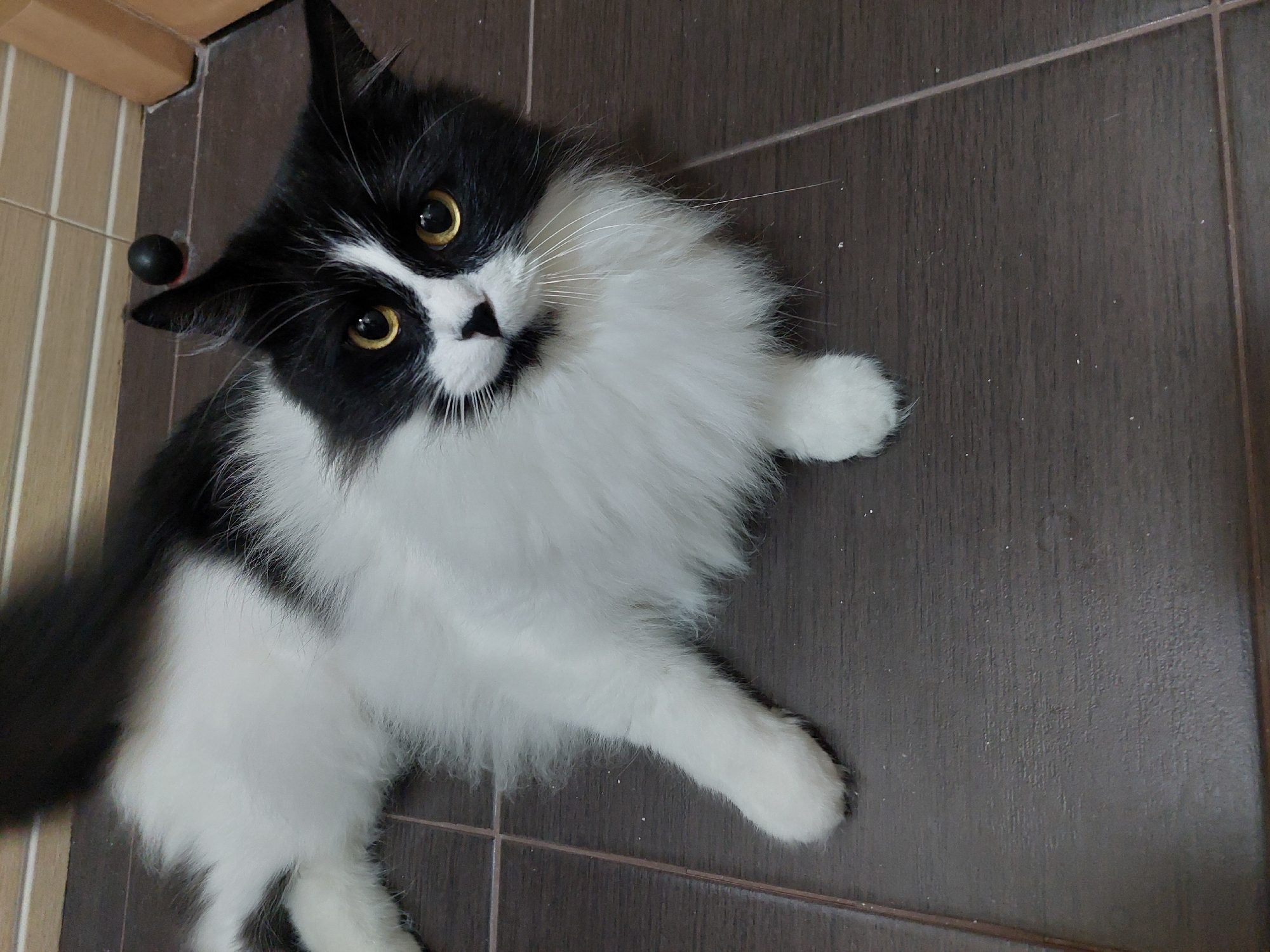 A black and white cat with yellow eyes lies on a tiled floor. The floor tiles are dark brown with light grout. The cat's head is tilted toward the camera. A black sphere is visible next to the tiles along the wall. The location is not specified as being in Plovdiv, Bulgaria.