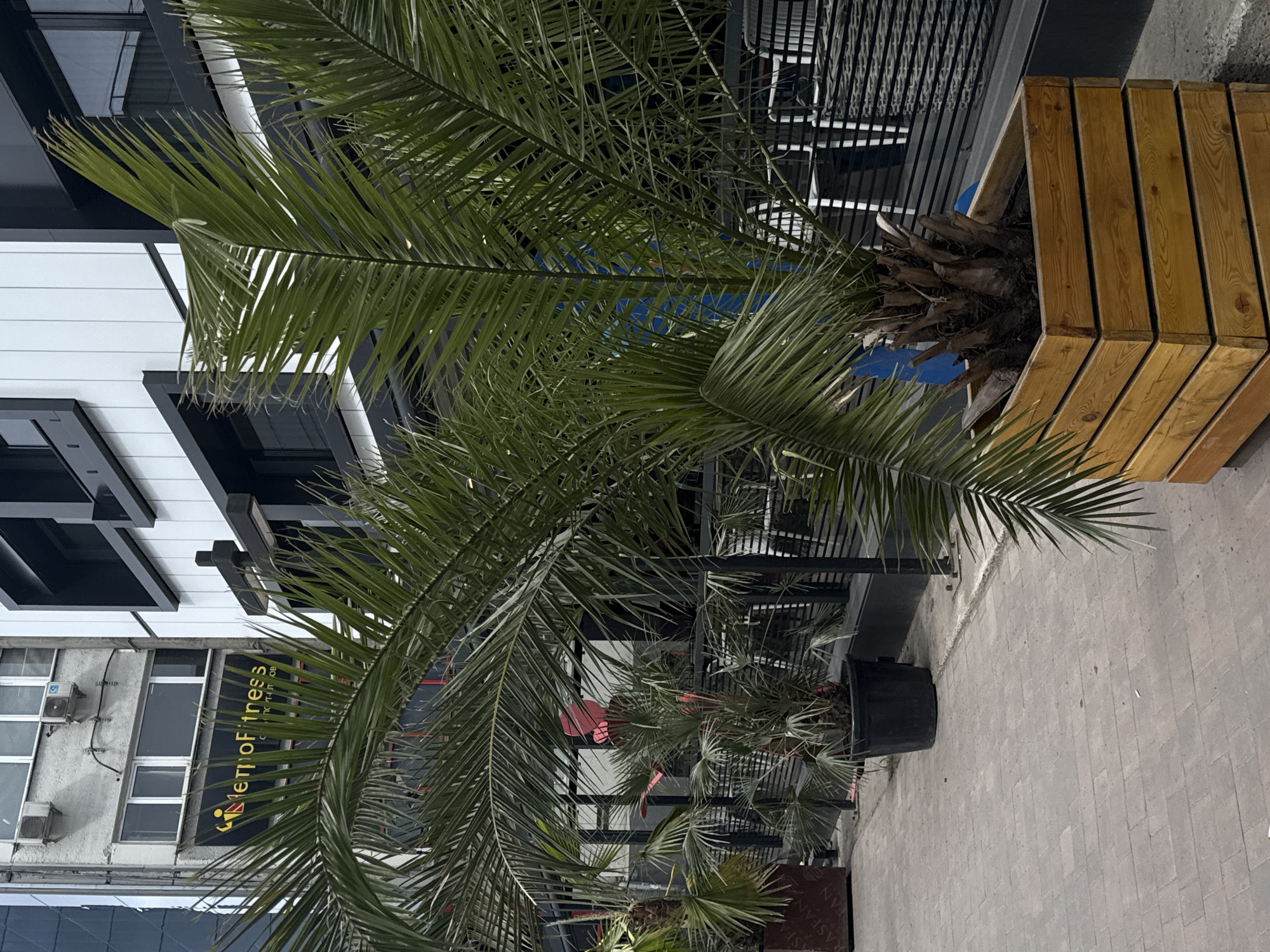 The image shows a street scene in Krasnoyarsk, Russia, as evidenced by the "MetroFitness" sign in Russian. There are several palm trees in pots along a paved walkway. One tree is in a wooden planter box. The background includes a modern building with black trim and a building with an older facade. The day is overcast. There is no visible human activity.