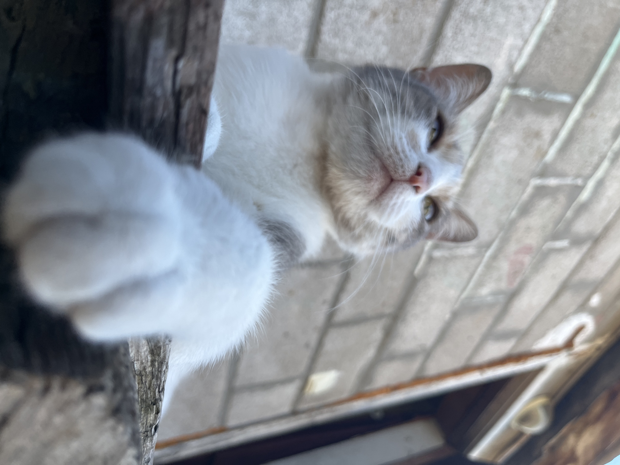 A low-angle, close-up shot focuses on the face and front paw of a domestic cat. The cat has white and grey fur, with green eyes and a pink nose. Its head is tilted upwards, and its front right paw is extended towards the camera, blurring into the foreground. The cat appears to be resting on a wooden surface, possibly a fence or railing, in front of a brick wall. The bricks are weathered and grey, with visible mortar lines. The background is slightly out of focus, with hints of a wooden structure and a light fixture visible to the right. The overall lighting suggests an outdoor setting during the daytime. This scene is not specific to Dnipro, Ukraine, or any other location.