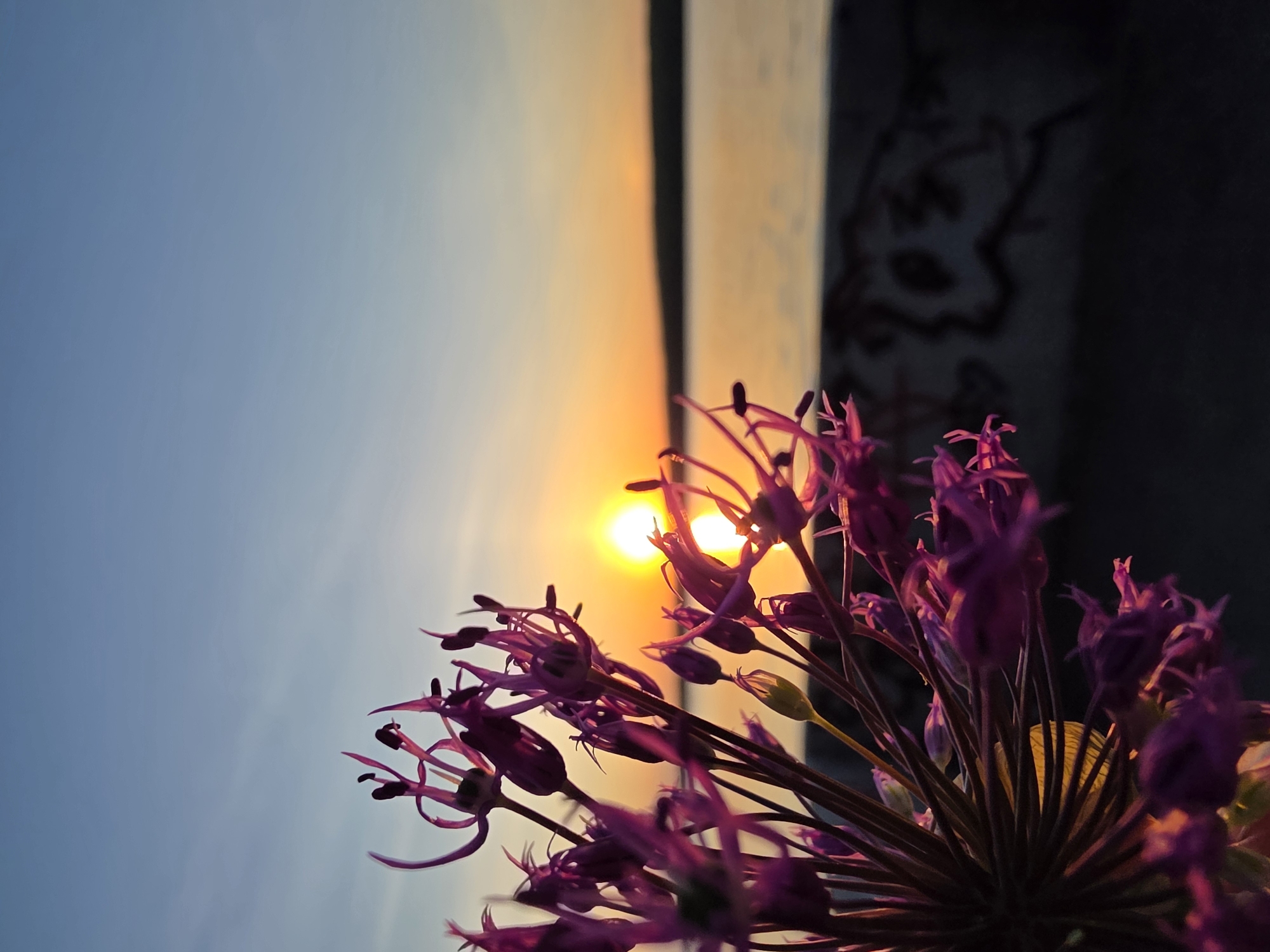 A low-angle, tilted shot captures a purple allium flower against a sunset backdrop, likely in the city of Chaikovsky, Russia. The lower right of the frame is dominated by the allium flower, its delicate purple blossoms and stems sharply silhouetted against the setting sun. The sun is positioned slightly to the left, appearing as a bright, golden orb. To the left of the sun, the sky is a pale blue, transitioning to a gradient of orange and yellow near the horizon. Behind the sun and flower, there's a vertical structure, possibly a building or a wall, illuminated by the sunset. The rightmost part of the background is obscured by shadow, suggesting a nearby building or structure blocking the light.