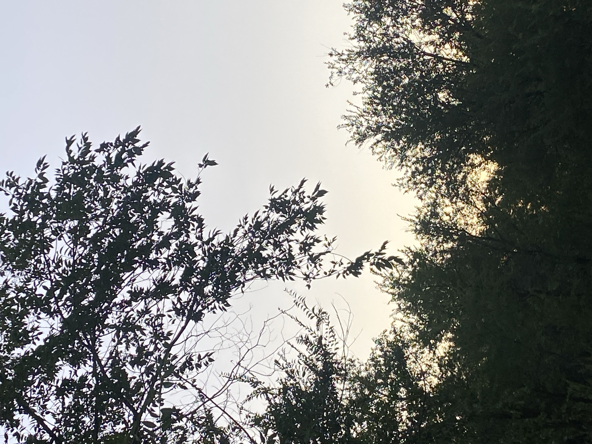 The image captures a low-angle view of trees against a pale sky, likely at dusk or dawn, in the Байқоныс ауылдық округі, Kazakhstan. Silhouetted against the muted light are dense clusters of dark green foliage from various trees. Branches, some bare and twiggy, others laden with leaves, crisscross the frame, creating a layered effect. The sky transitions from a lighter, almost white hue at the top to a warmer, softer yellow near the horizon where it is obscured by the tree line. The overall impression is one of natural scenery, devoid of human presence or man-made structures.