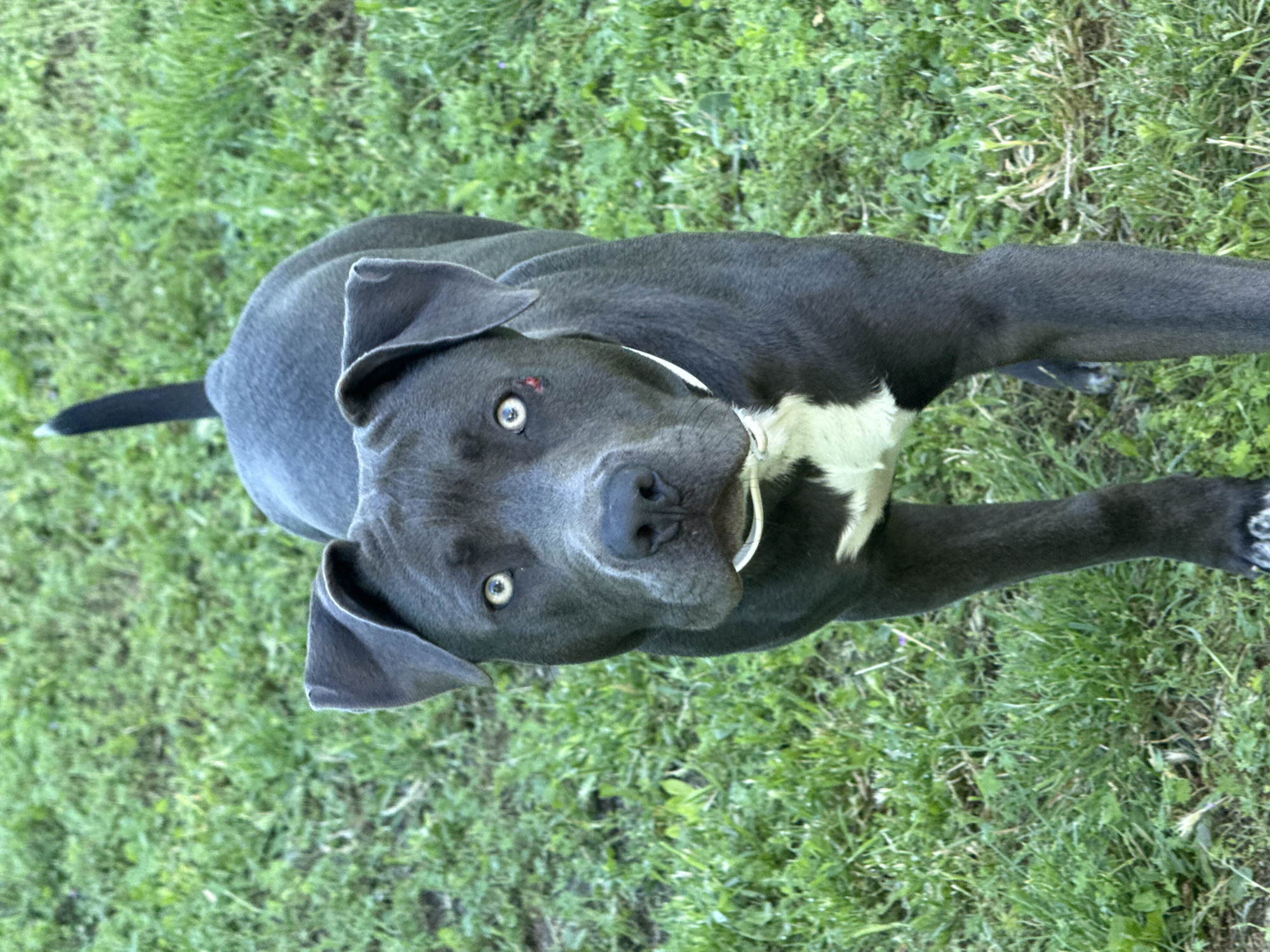 A dark grey pit bull dog with bright blue eyes and a white chest patch stands on a grassy lawn in Zornitsa, Bulgaria. The dog is facing the camera, its tail is held high, and it has a white collar. There is a small red mark above its left eye. The grass is green and somewhat overgrown, with some brown patches and scattered weeds. The lighting suggests it is daytime, likely with some overcast conditions or dappled sunlight.