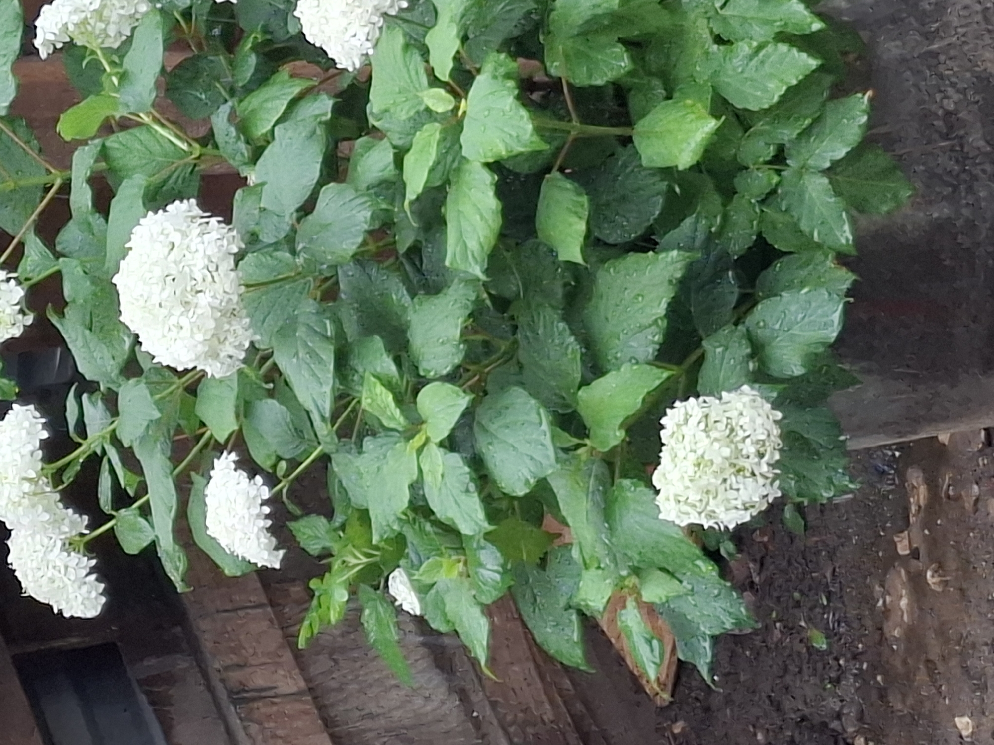 This is a medium shot photograph of a white hydrangea plant in a dark grey pot. The plant has lush green leaves, some of which are speckled with water droplets. There are several clusters of white hydrangea flowers, some fully bloomed and some in bud. The plant is positioned next to a brick wall and on muddy ground. The overall lighting suggests an overcast day. There are no people or animals visible in the image.