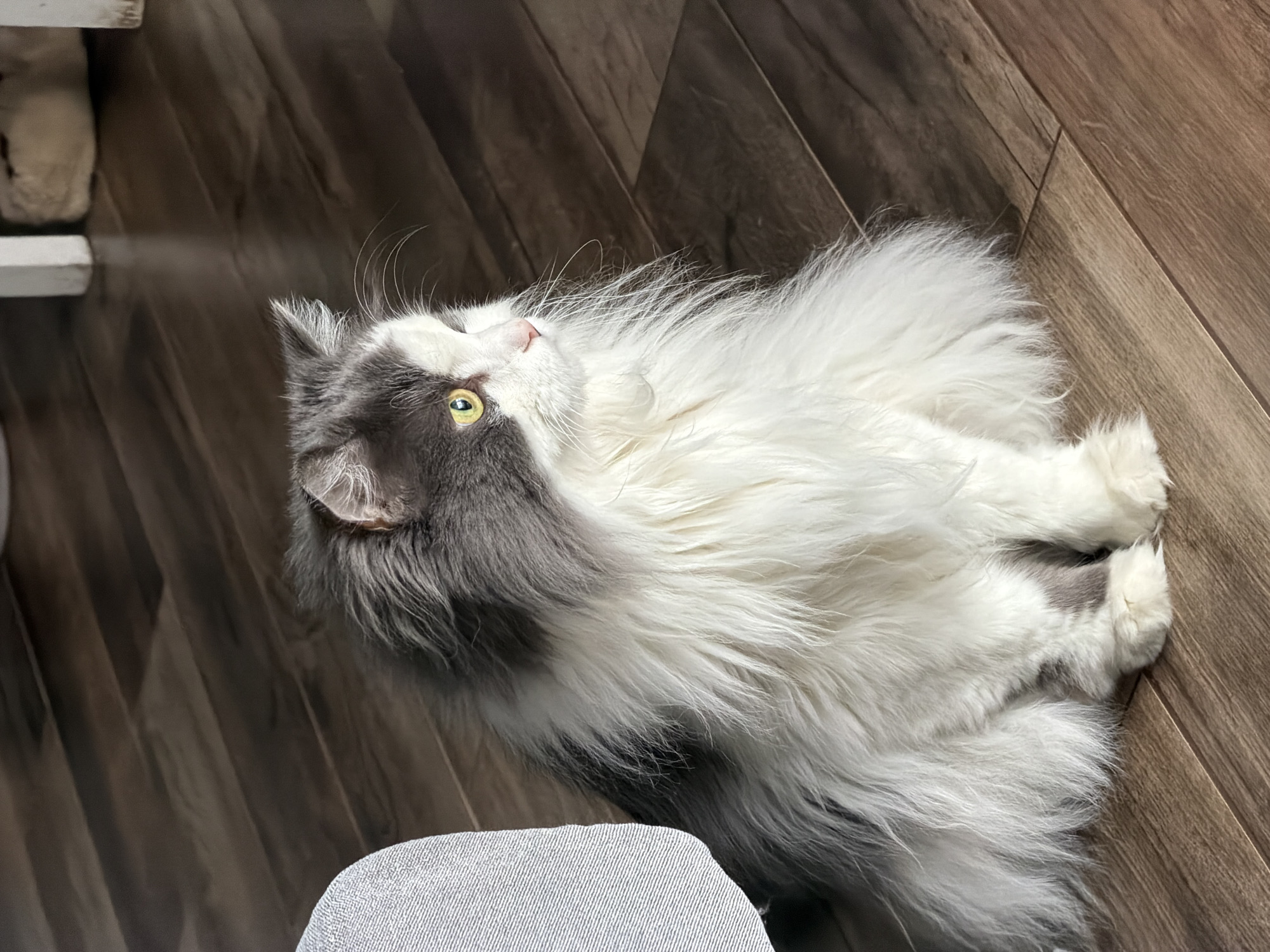 A long-haired cat, predominantly white with gray markings, is lying on a dark brown, wood-patterned floor. The cat is positioned at an angle relative to the frame, with its head oriented towards the upper left corner and its body extending towards the lower right. The cat is looking upwards, its yellowish-green eyes visible. A small portion of a light gray textile, possibly clothing, is visible in the lower left corner. A white object can be seen in the upper left corner as well.
I do not have the ability to determine the location of the image to be in Chaikovsky, Russia.