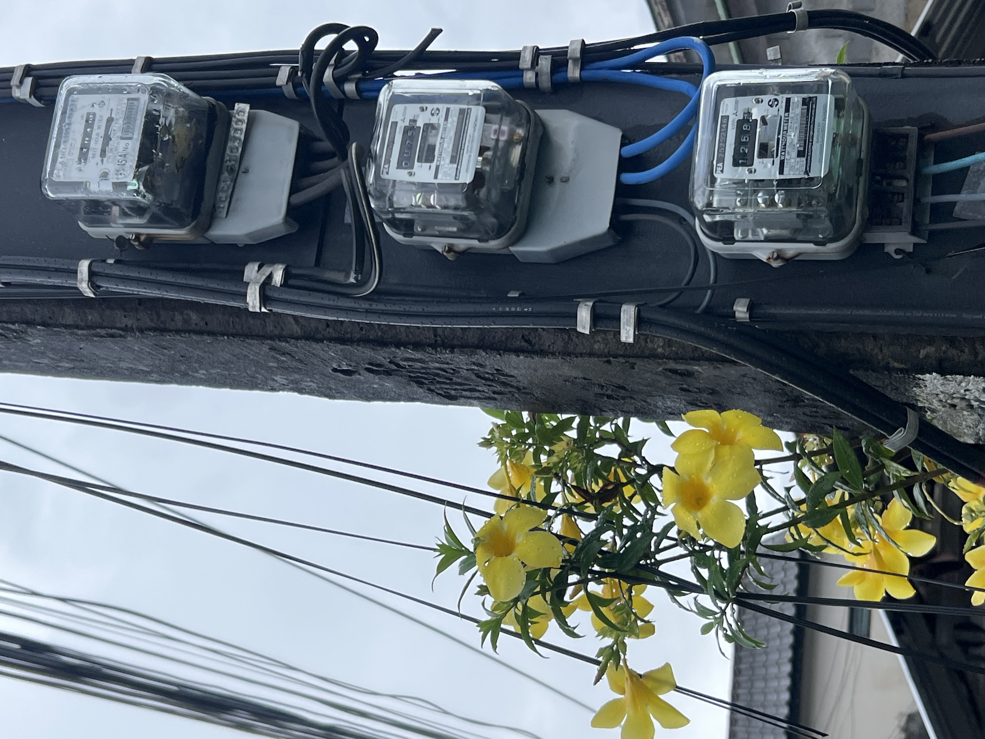 The image depicts a utility pole in Choeng Thale, Thailand, adorned with three electricity meters stacked vertically. The meters are encased in clear plastic and mounted on gray brackets. Black electrical wires are bundled and secured to the pole with white clips, with some blue wires also visible. To the left of the pole, a cluster of bright yellow flowers with green leaves is blooming, some petals showing water droplets. In the background, a tiled roof of a building is partially visible. The sky is overcast. No people are present in the frame.