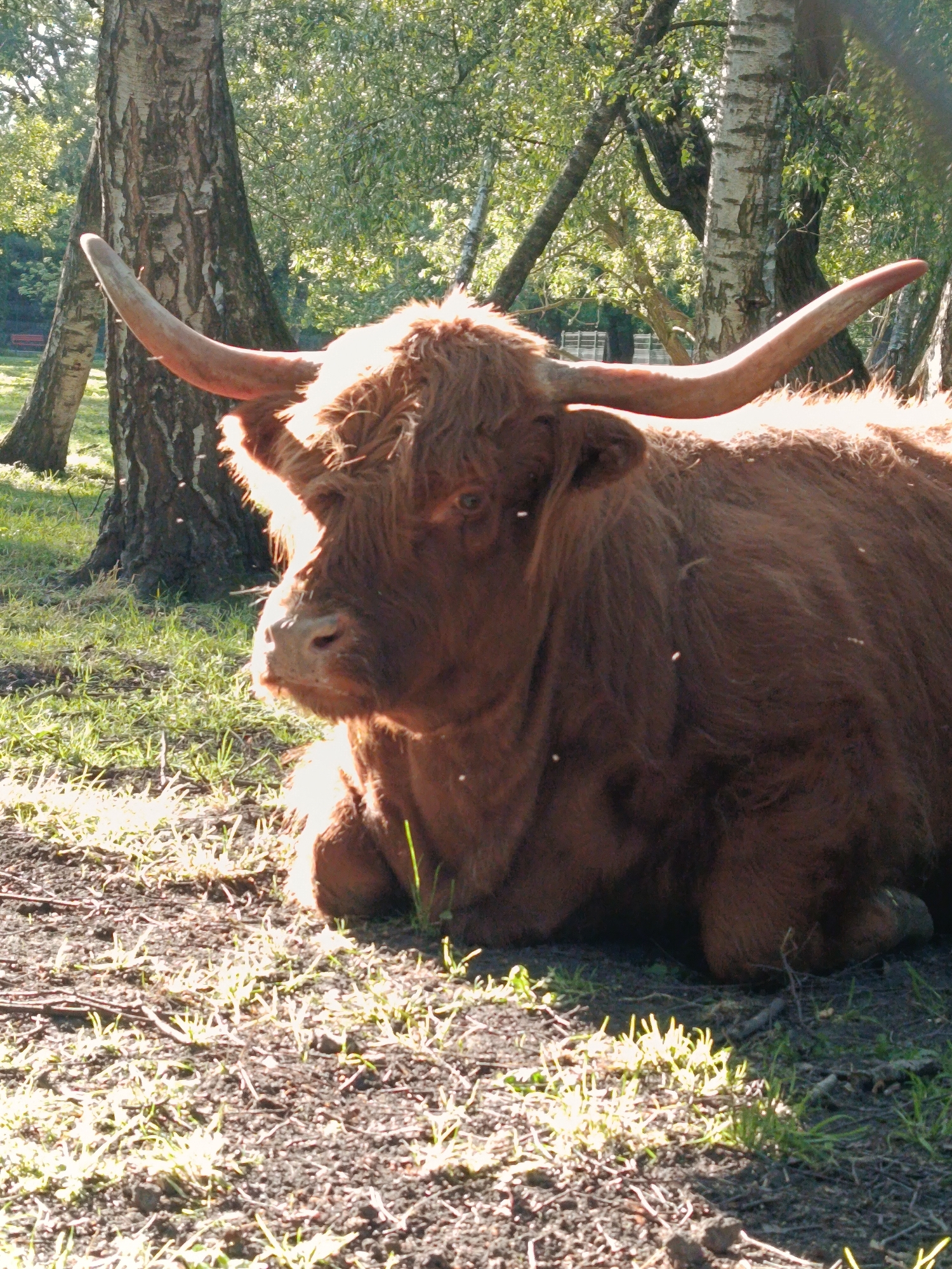 A Highland cow with long, curved horns lies on the ground in a wooded area. Sunlight filters through the trees, illuminating the cow's shaggy, brown fur and the sparse grass and dirt around it. There are a few small flies visible in the image. The background consists of trees with rough bark and green foliage.