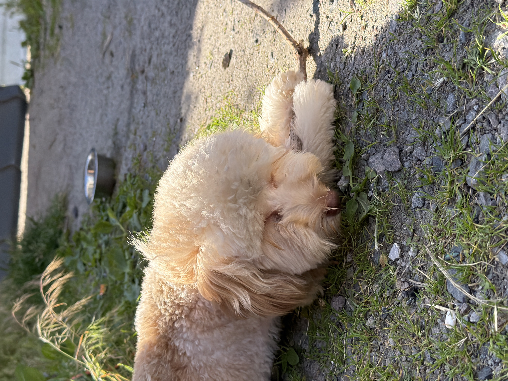 A cream-colored dog with curly fur is lying on the ground outdoors. The dog's head is down, resting on its paws, and its eyes are closed or looking down. It appears to be relaxed and possibly napping. The ground is a mix of gravel and sparse green grass, with a few small rocks visible. In the background, there is more grass and some dry stalks of plants. To the left of the dog, a metal bowl is visible on the ground. The lighting suggests it is daytime, with sunlight casting shadows. There is no indication of the specific location within Bila Tserkva, Ukraine, but the setting appears to be an outdoor area, possibly a yard or park.