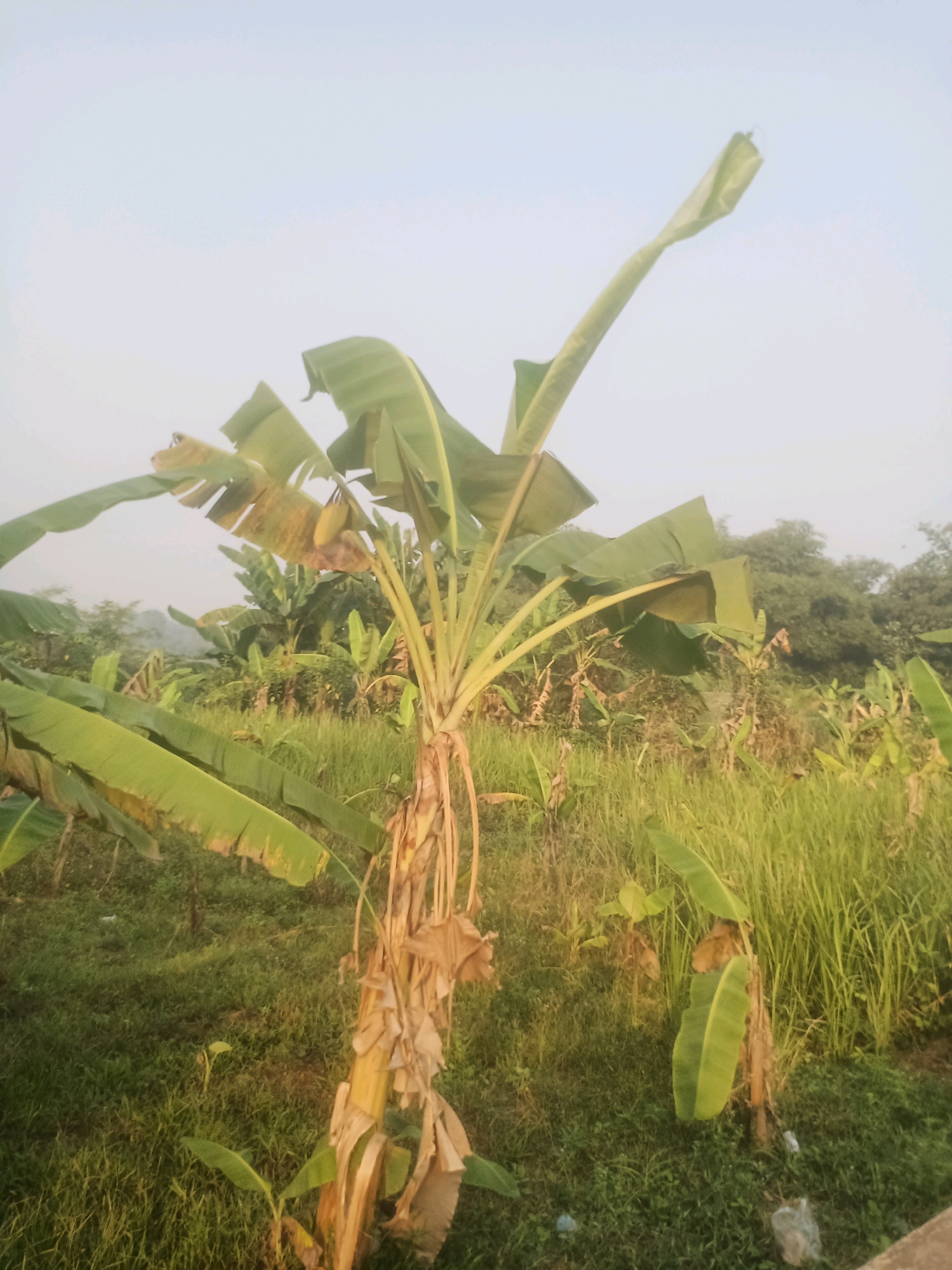 A banana plantation is depicted in Ciseeng, Indonesia, under a hazy sky. The foreground is dominated by a mature banana tree with broad, green leaves, some of which are dried and brown, particularly around the base of the trunk. Several younger banana plants are visible behind it, interspersed with tall, green grass. In the background, a dense line of trees forms a horizon, with the sky appearing a pale, washed-out blue due to the haze. The overall impression is one of a rural agricultural landscape.