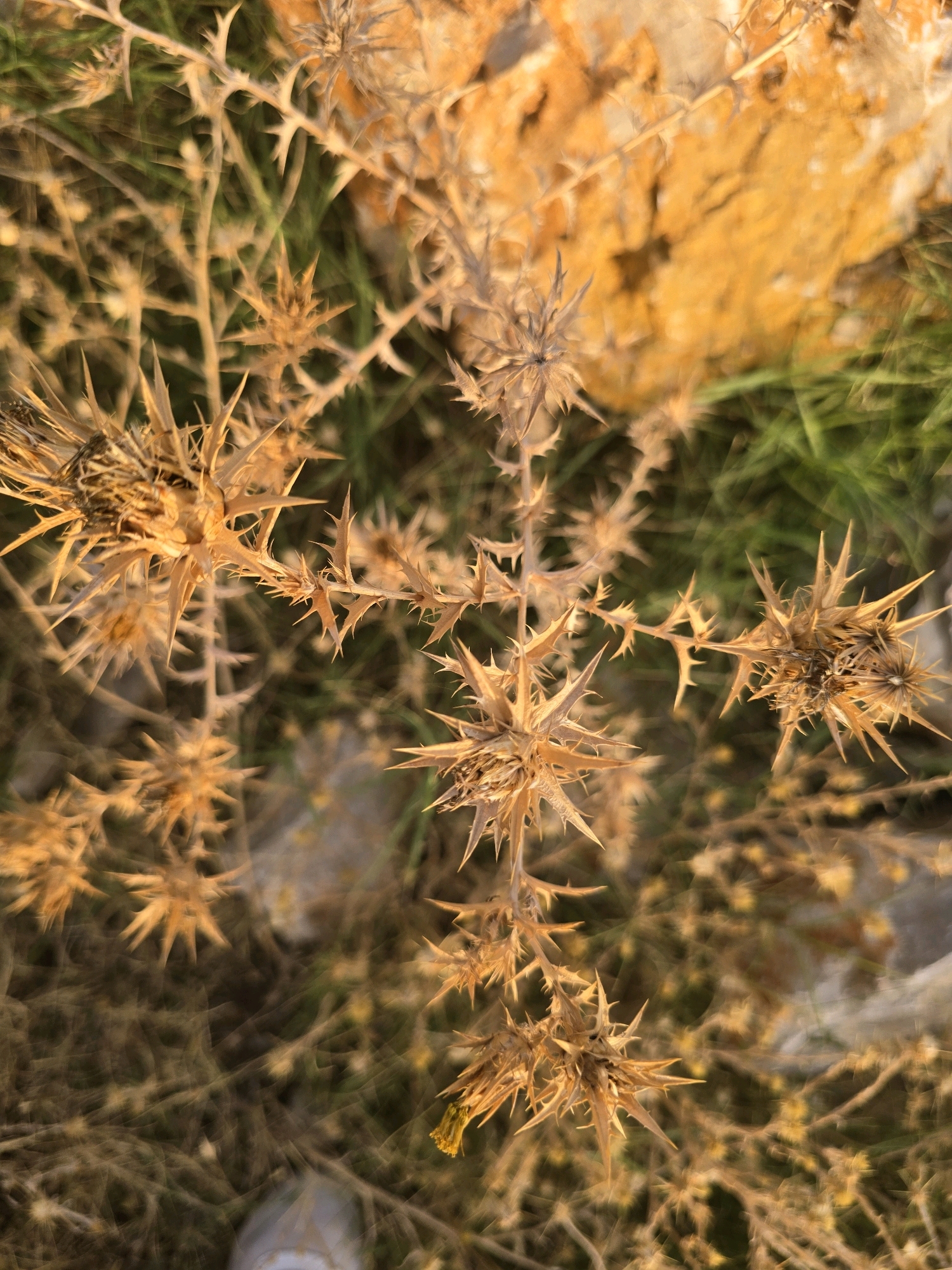 A close-up, top-down shot captures a dry, thorny plant branch with sharp, spiky leaves and seed heads. The plant's dried-out, brown and tan texture is highlighted against a blurred background of green grass and a large, textured, orange-yellow rock formation. The lighting suggests a natural outdoor environment, possibly during daylight. The image is devoid of human activity or interaction.